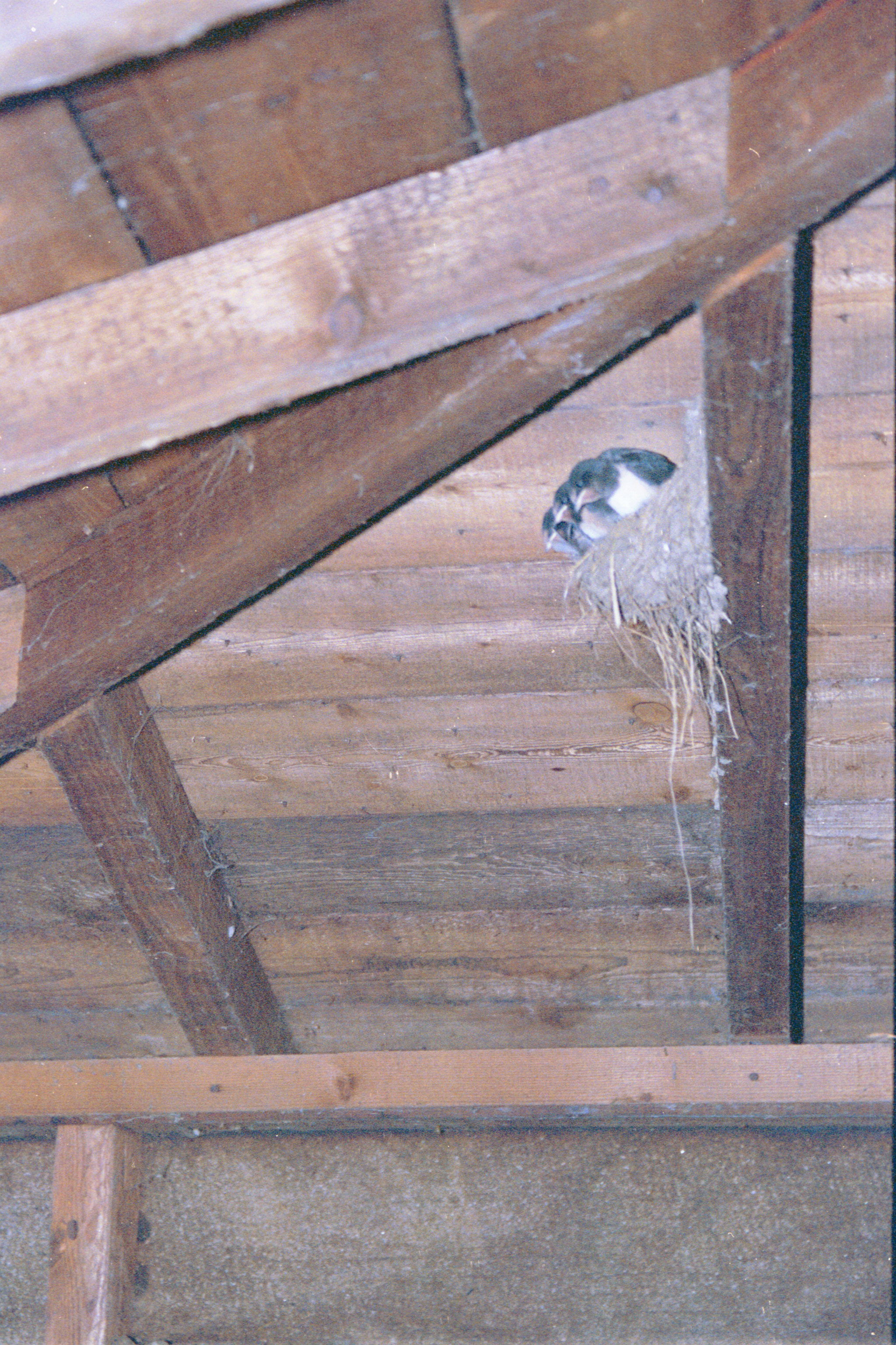 photos/wildlife/Bird_Species/133-Swallows-Martins/5389-Barn_Swallow/20020921-Caerlaverock-05.jpg