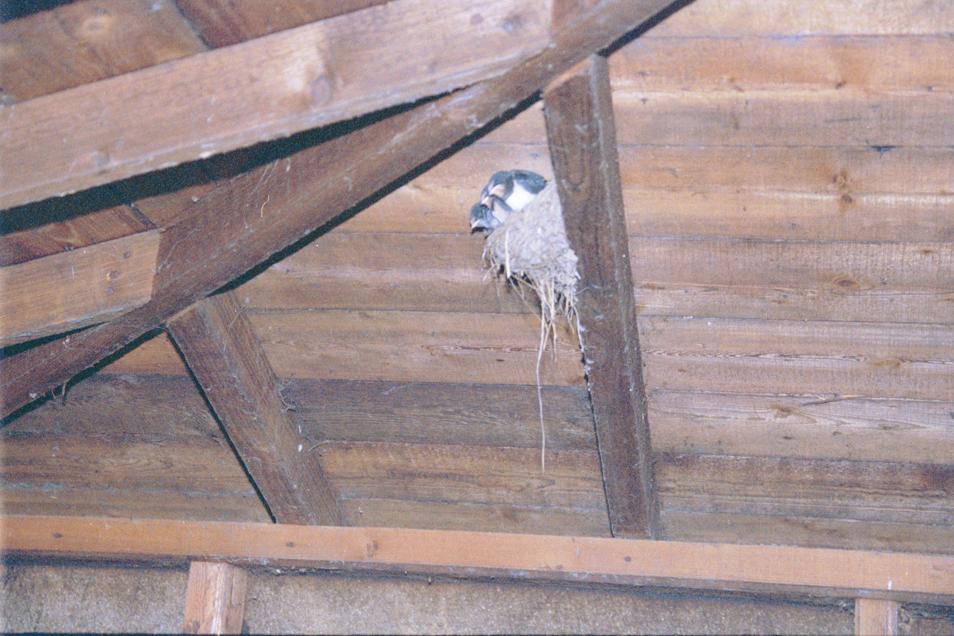 photos/wildlife/Bird_Species/133-Swallows-Martins/5389-Barn_Swallow/20020921-Caerlaverock-07.jpg