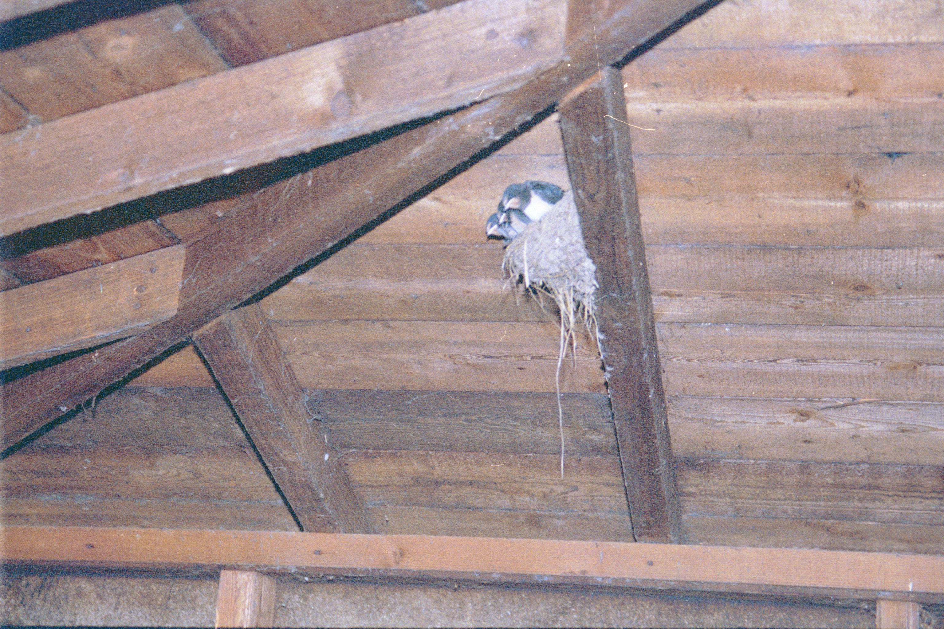 photos/wildlife/Bird_Species/133-Swallows-Martins/5389-Barn_Swallow/20020921-Caerlaverock-08.jpg
