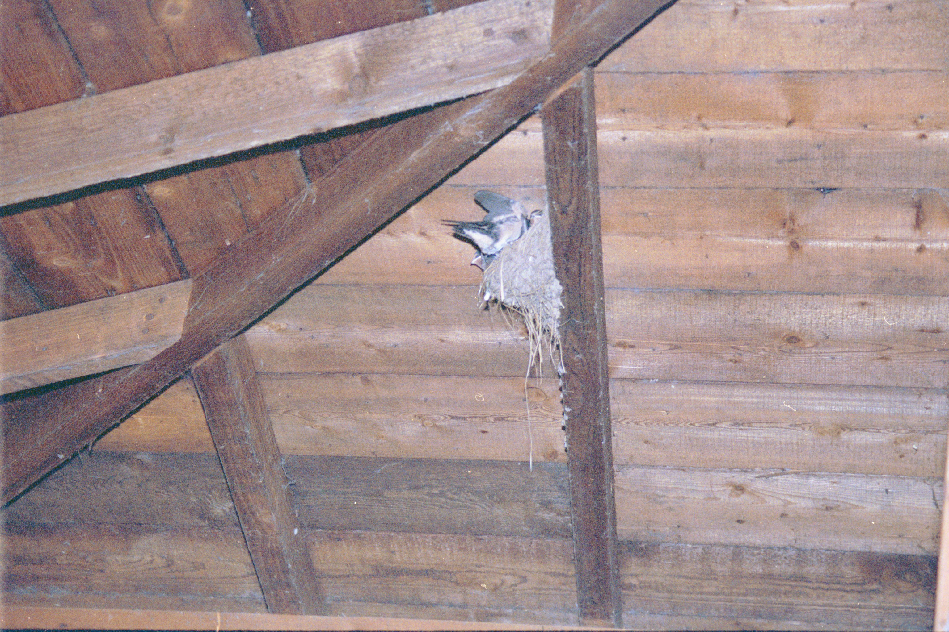 photos/wildlife/Bird_Species/133-Swallows-Martins/5389-Barn_Swallow/20020921-Caerlaverock-09.jpg