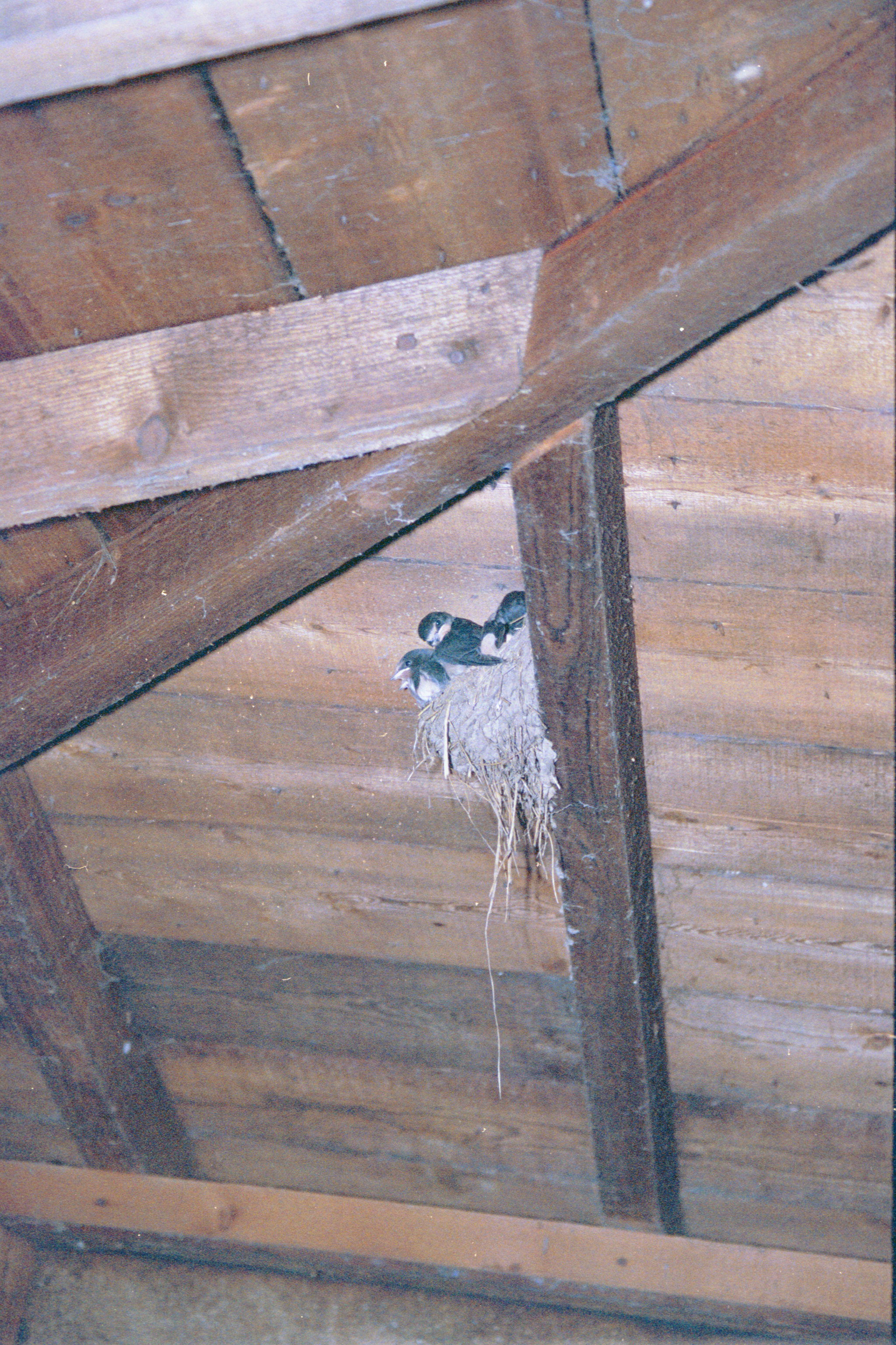 photos/wildlife/Bird_Species/133-Swallows-Martins/5389-Barn_Swallow/20020921-Caerlaverock-10.jpg