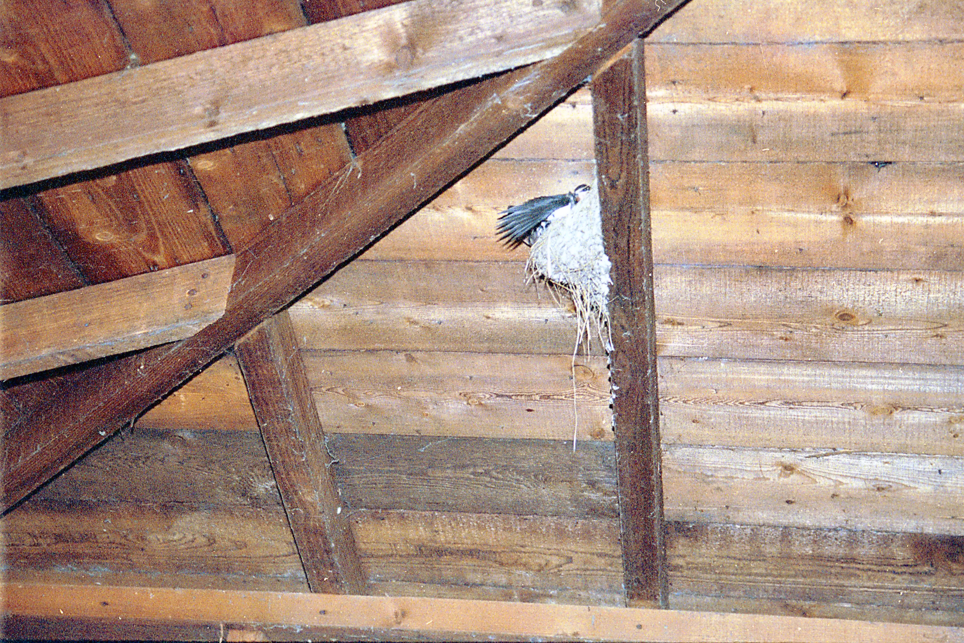 photos/wildlife/Bird_Species/133-Swallows-Martins/5389-Barn_Swallow/20020921-Caerlaverock-11.jpg