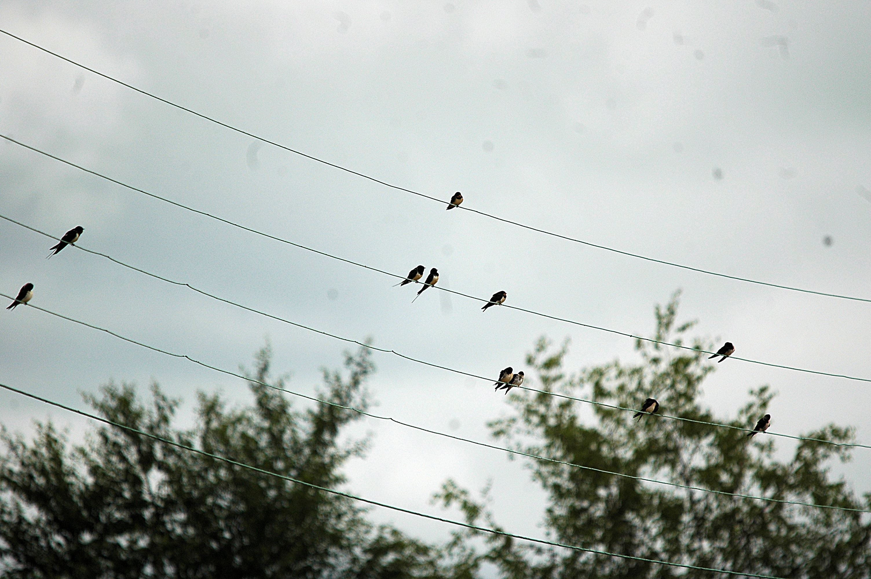 photos/wildlife/Bird_Species/133-Swallows-Martins/5389-Barn_Swallow/20090719-NewLane-01.jpg