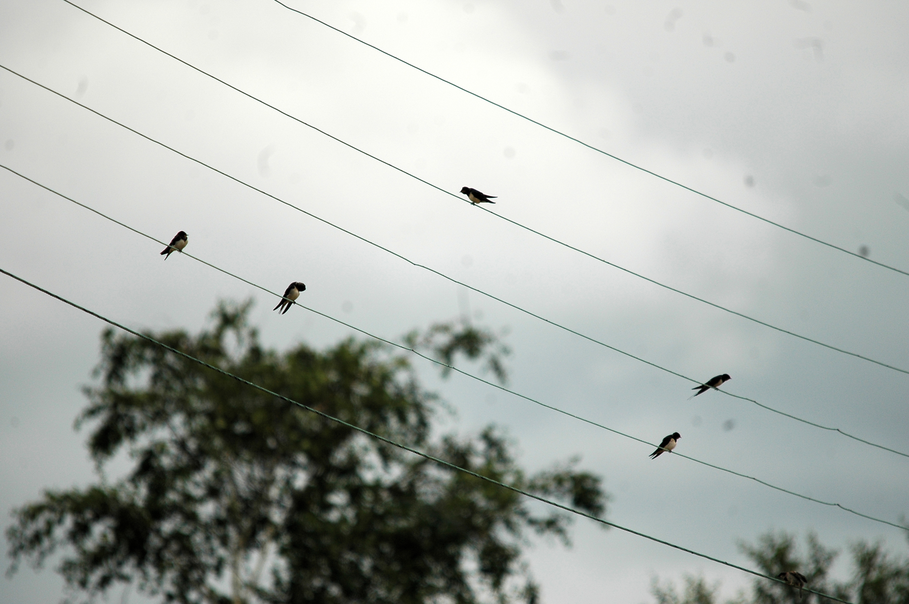 photos/wildlife/Bird_Species/133-Swallows-Martins/5389-Barn_Swallow/20090719-NewLane-02.jpg
