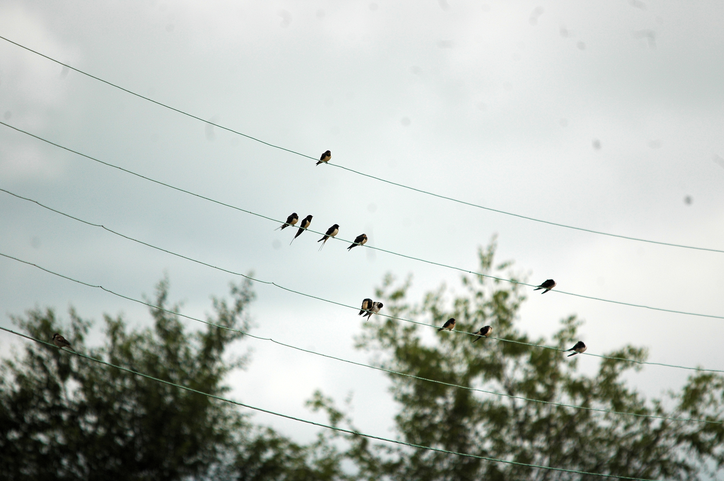 photos/wildlife/Bird_Species/133-Swallows-Martins/5389-Barn_Swallow/20090719-NewLane-03.jpg