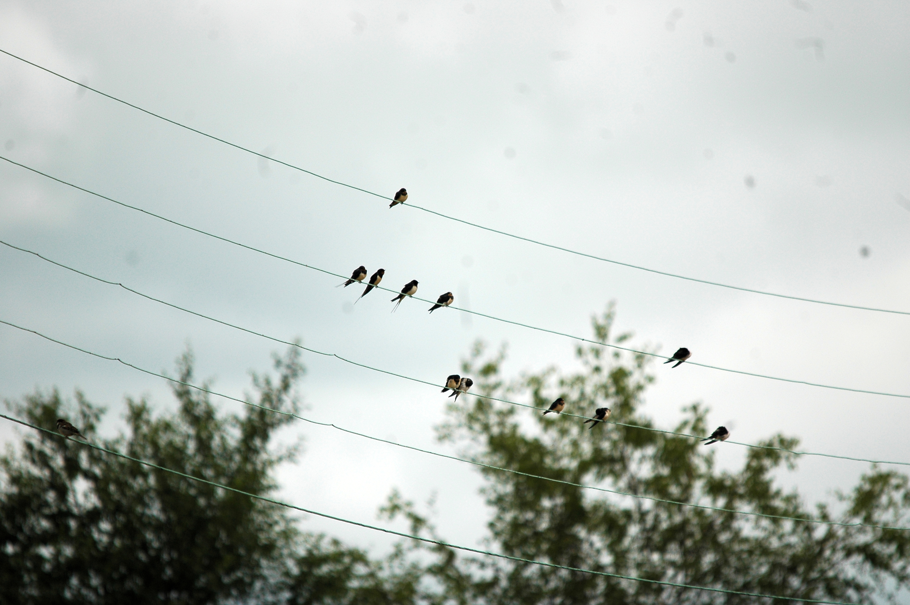 photos/wildlife/Bird_Species/133-Swallows-Martins/5389-Barn_Swallow/20090719-NewLane-04.jpg