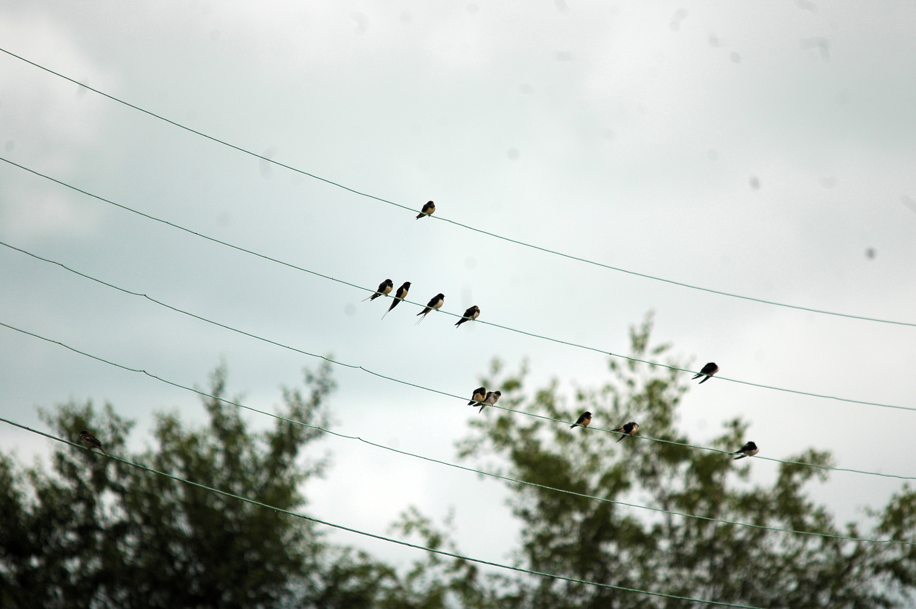 photos/wildlife/Bird_Species/133-Swallows-Martins/5389-Barn_Swallow/20090719-NewLane-05.jpg