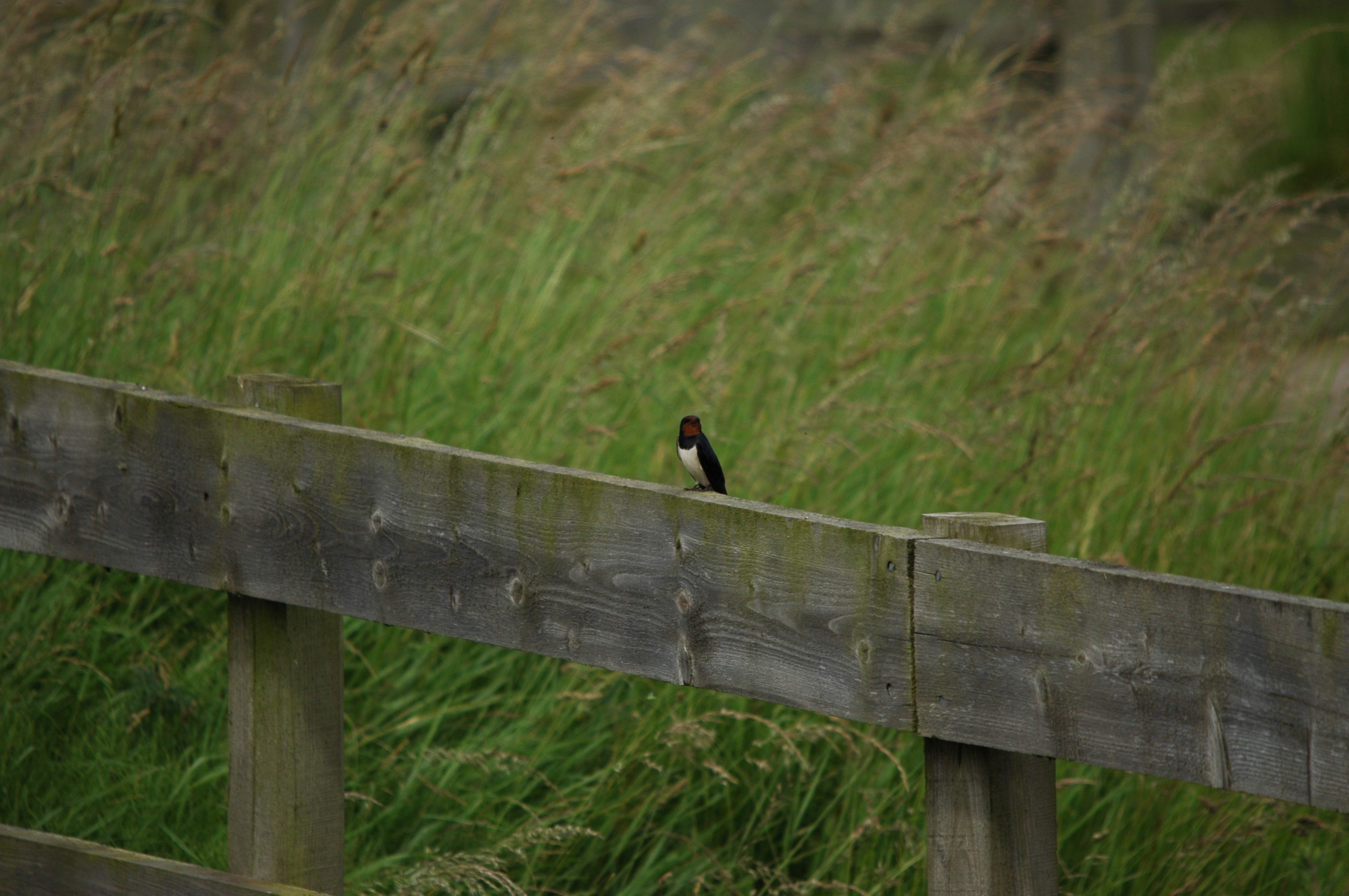 photos/wildlife/Bird_Species/133-Swallows-Martins/5389-Barn_Swallow/DSC_6197.JPG