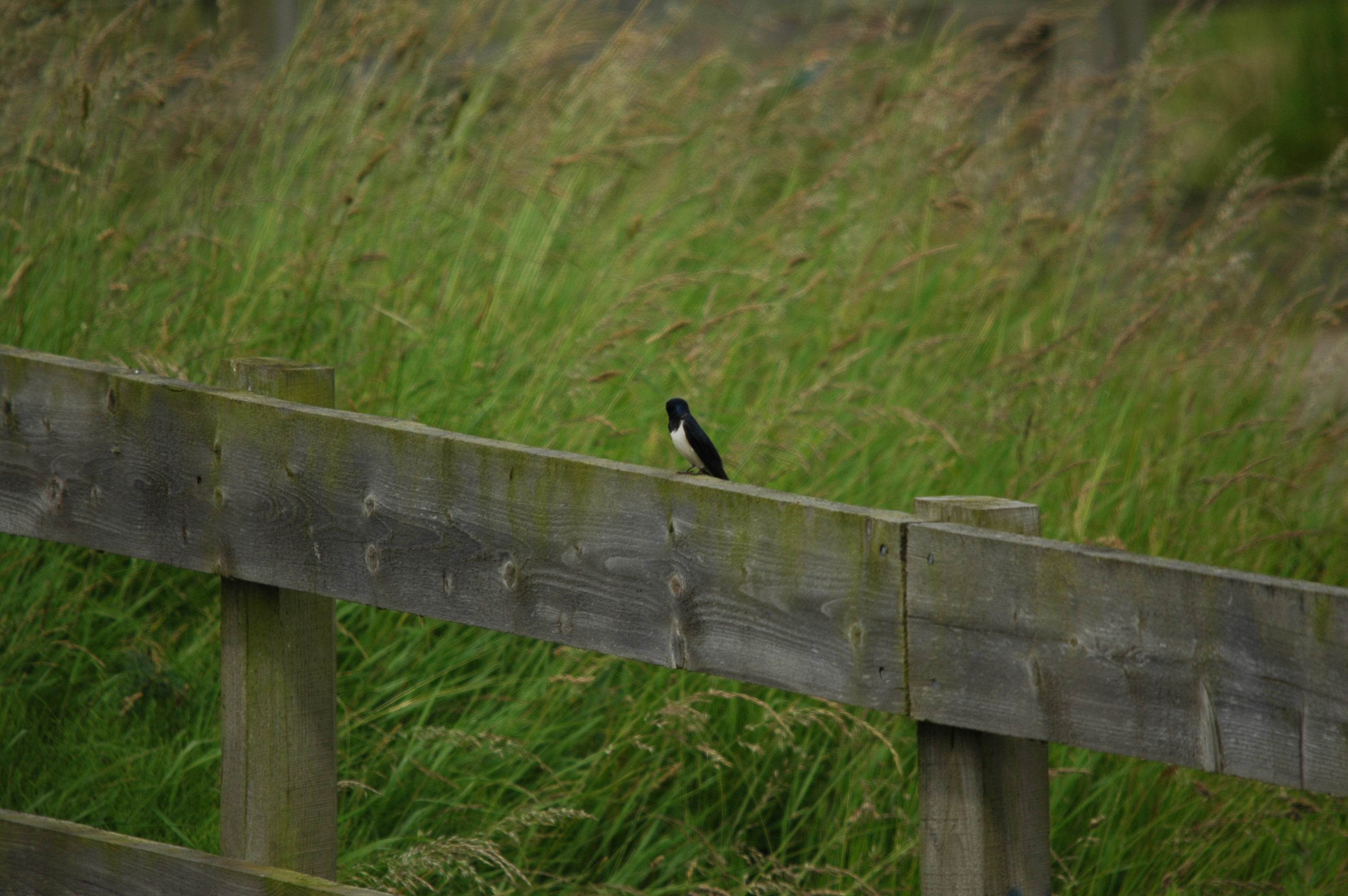 photos/wildlife/Bird_Species/133-Swallows-Martins/5389-Barn_Swallow/DSC_6198.JPG