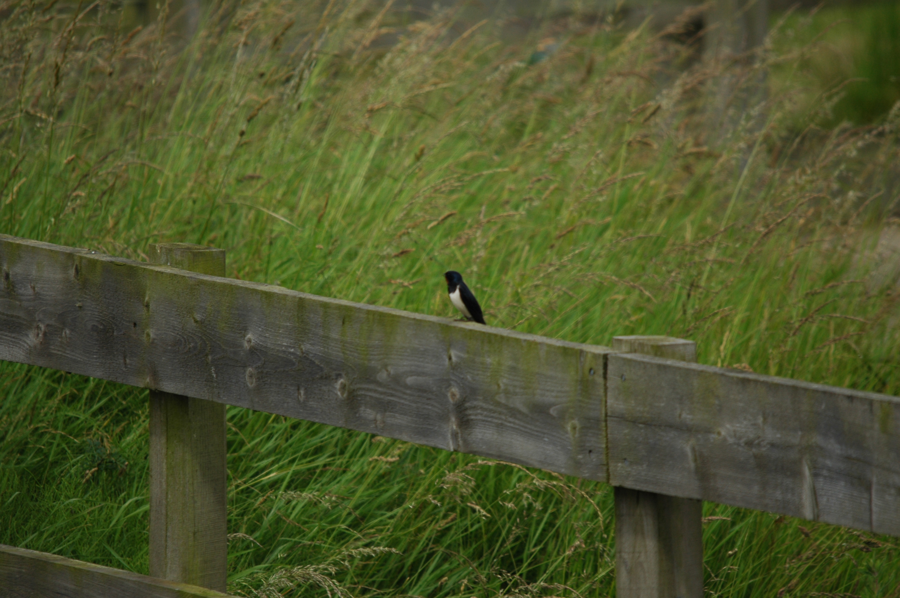 photos/wildlife/Bird_Species/133-Swallows-Martins/5389-Barn_Swallow/DSC_6200.JPG