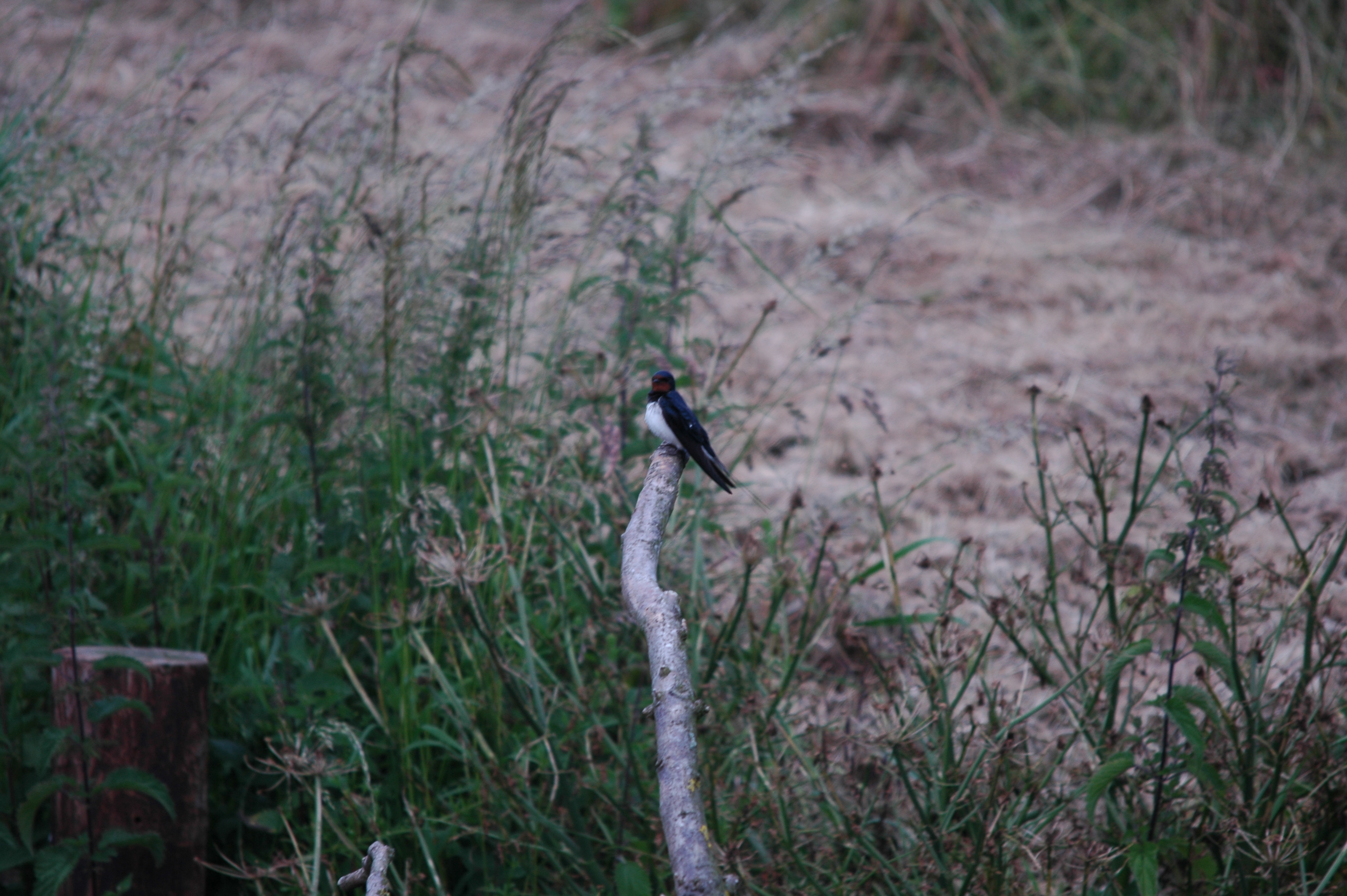 photos/wildlife/Bird_Species/133-Swallows-Martins/5389-Barn_Swallow/DSC_6205.JPG