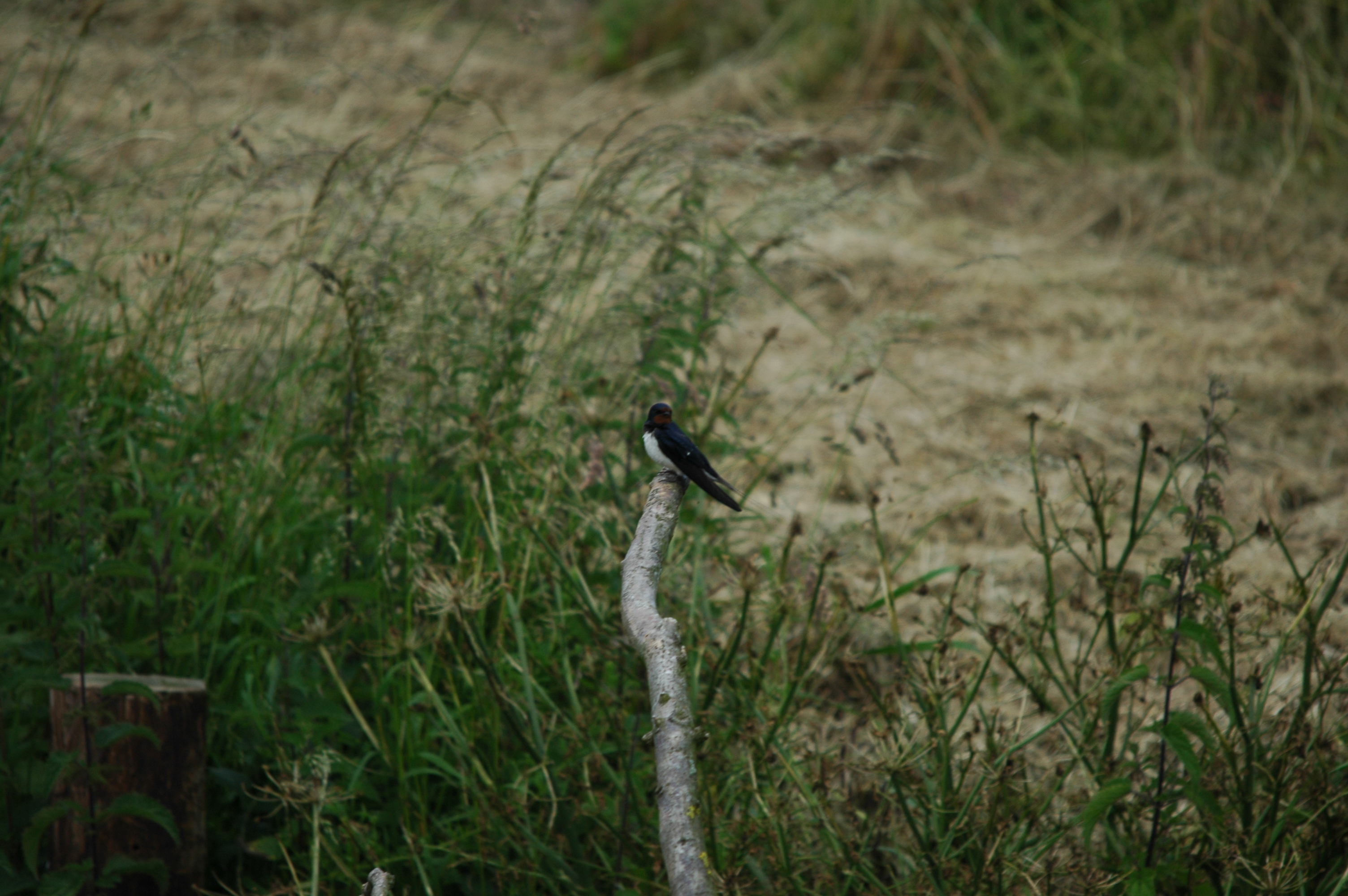 photos/wildlife/Bird_Species/133-Swallows-Martins/5389-Barn_Swallow/DSC_6206.JPG