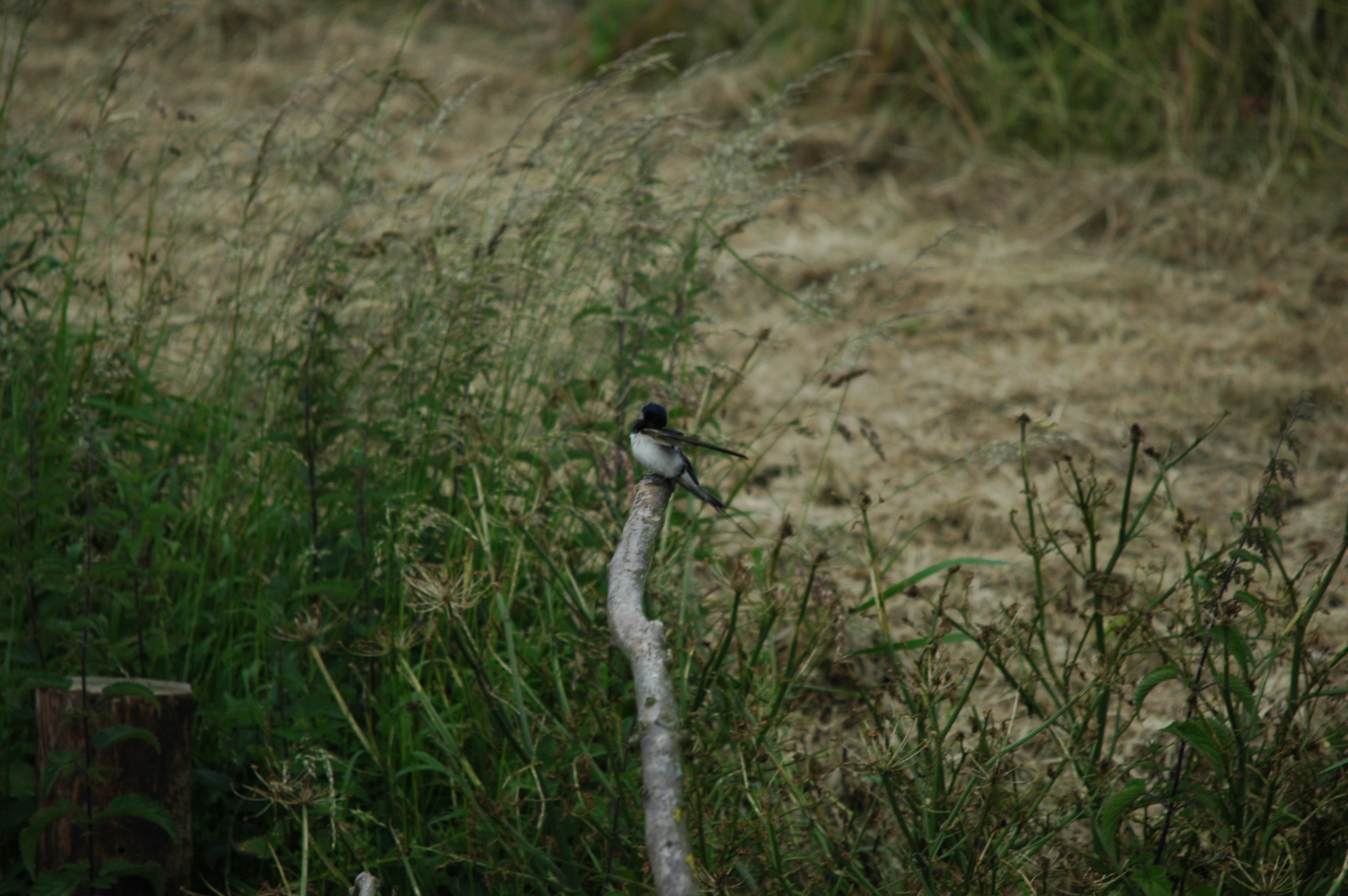 photos/wildlife/Bird_Species/133-Swallows-Martins/5389-Barn_Swallow/DSC_6207.JPG