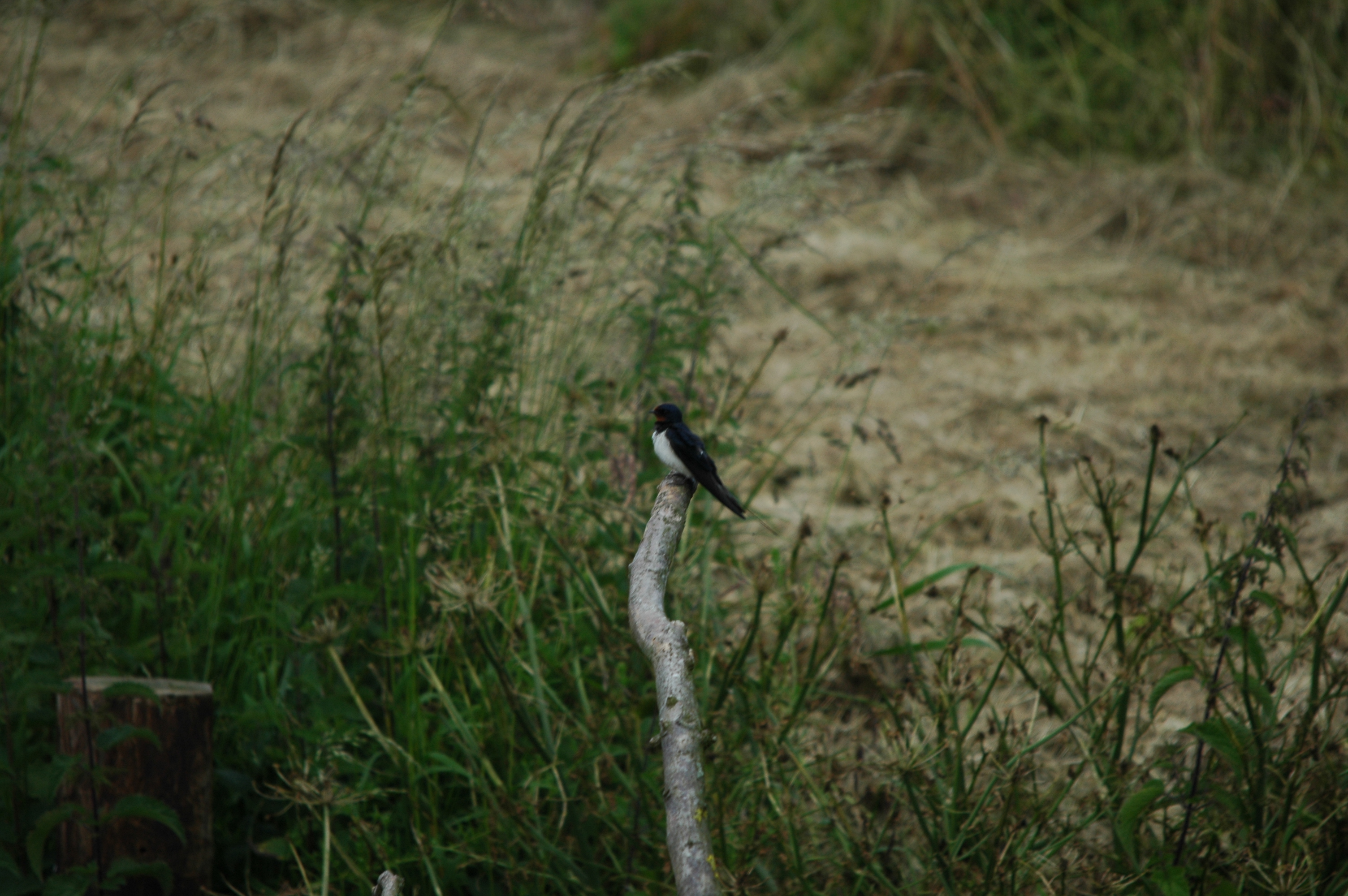 photos/wildlife/Bird_Species/133-Swallows-Martins/5389-Barn_Swallow/DSC_6208.JPG