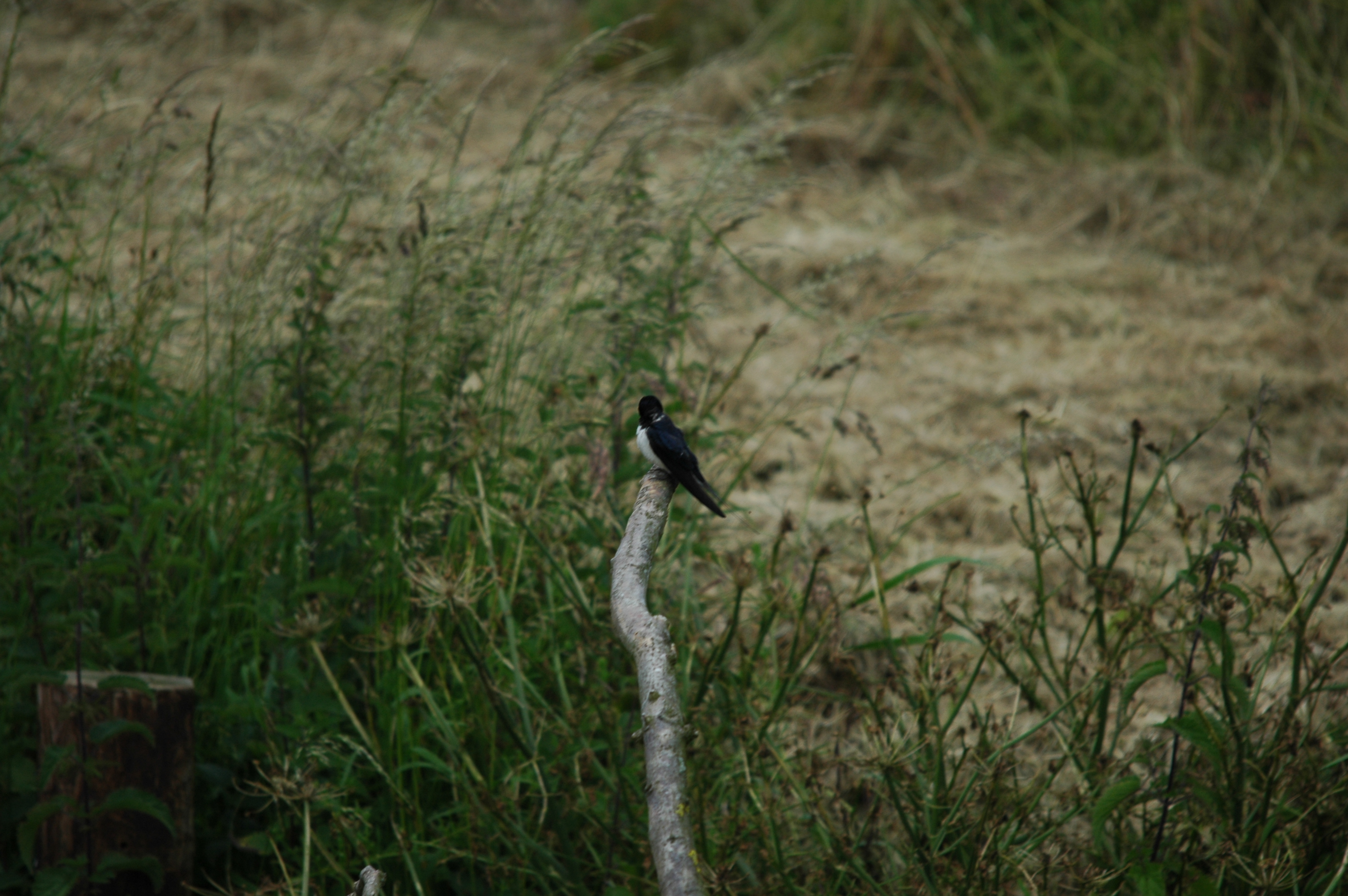 photos/wildlife/Bird_Species/133-Swallows-Martins/5389-Barn_Swallow/DSC_6209.JPG