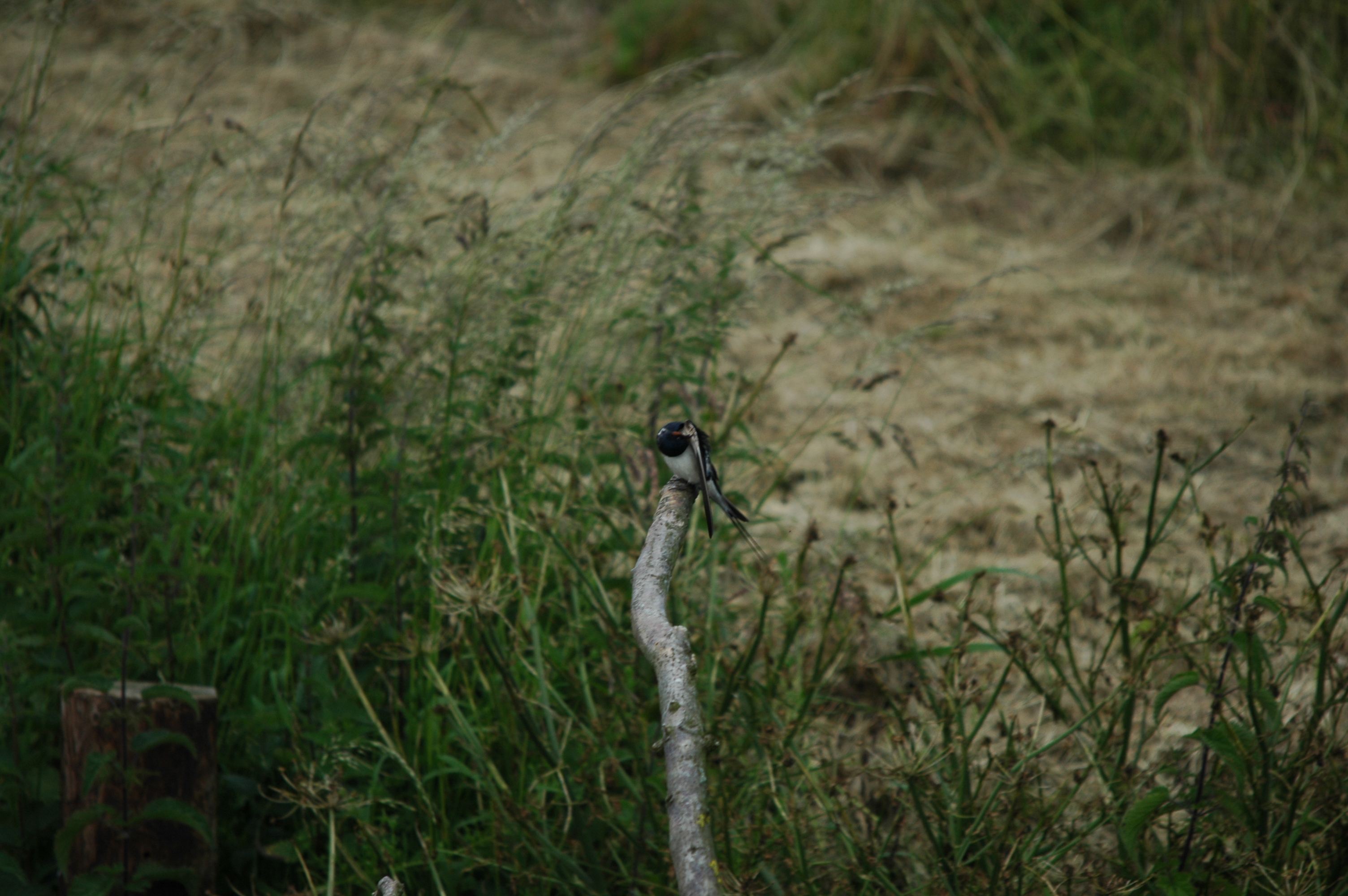 photos/wildlife/Bird_Species/133-Swallows-Martins/5389-Barn_Swallow/DSC_6210.JPG