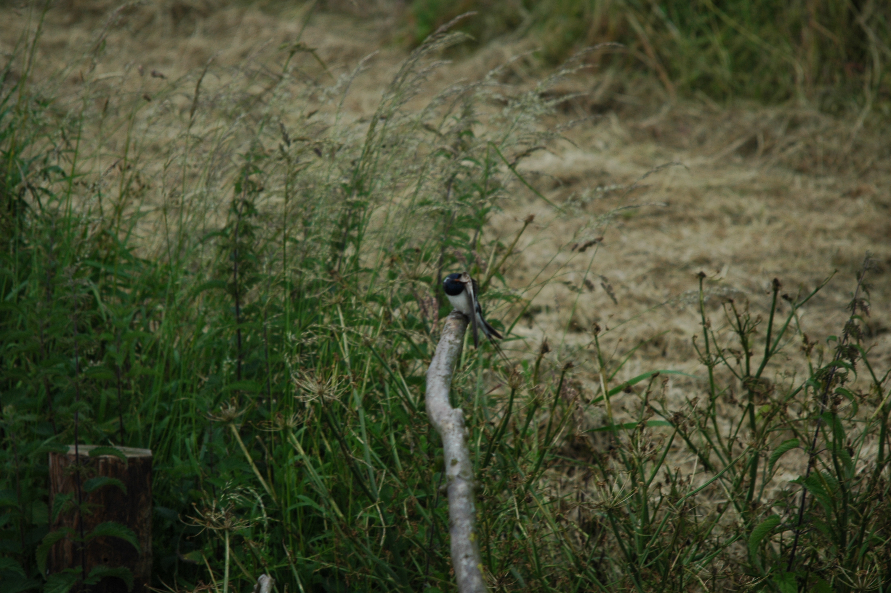 photos/wildlife/Bird_Species/133-Swallows-Martins/5389-Barn_Swallow/DSC_6211.JPG