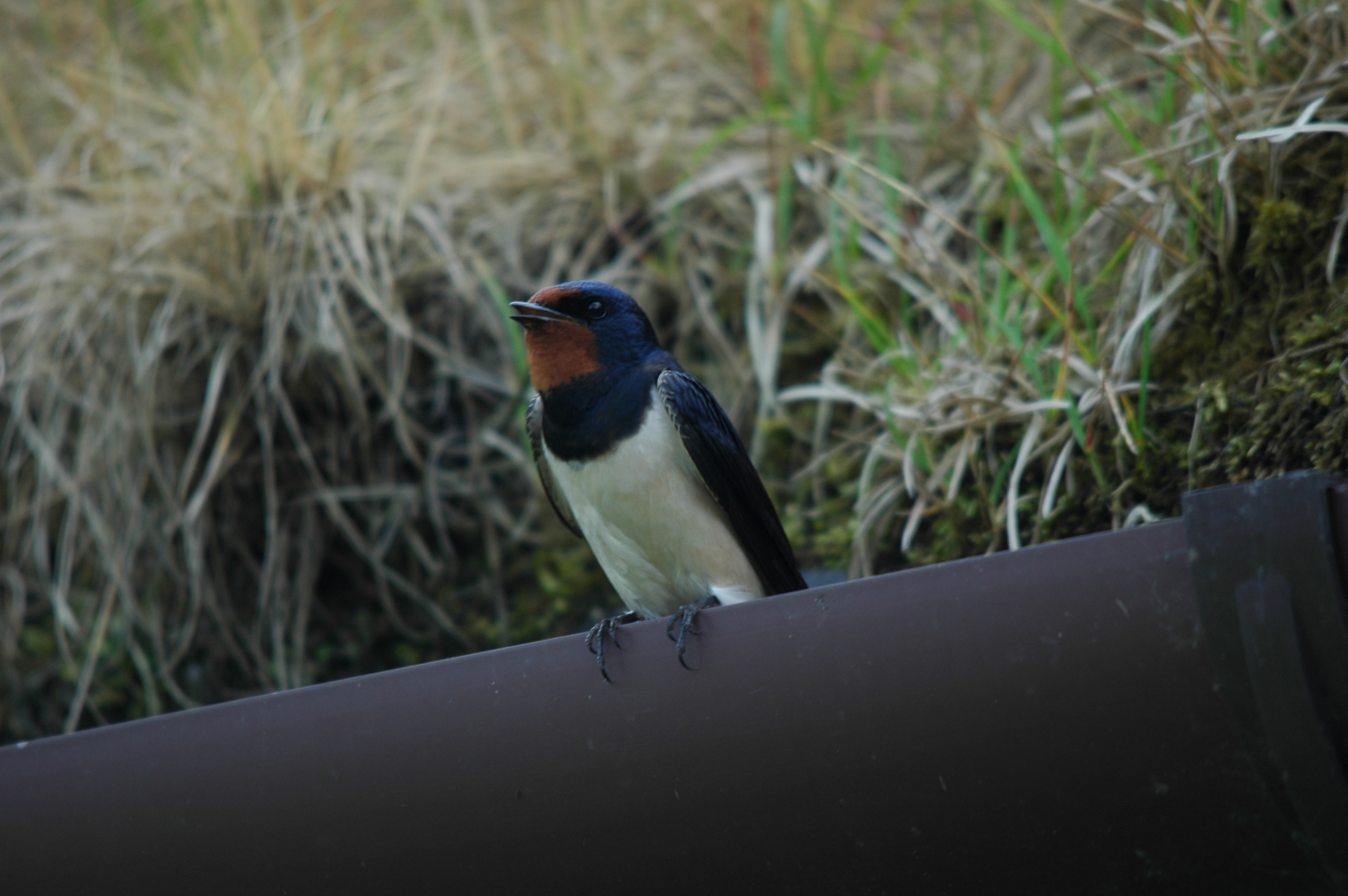 photos/wildlife/Bird_Species/133-Swallows-Martins/5389-Barn_Swallow/DSC_6250.JPG