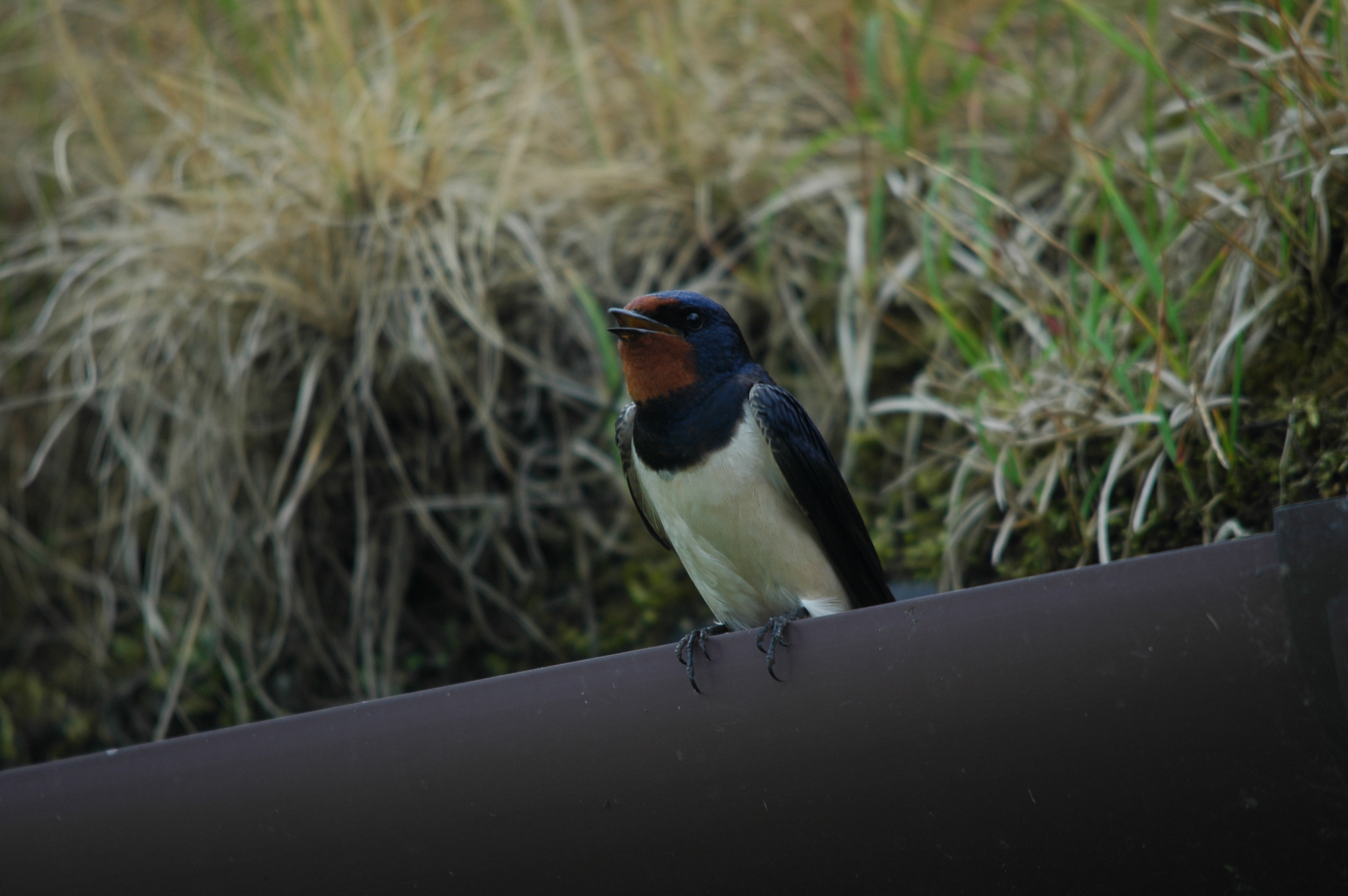 photos/wildlife/Bird_Species/133-Swallows-Martins/5389-Barn_Swallow/DSC_6251.JPG