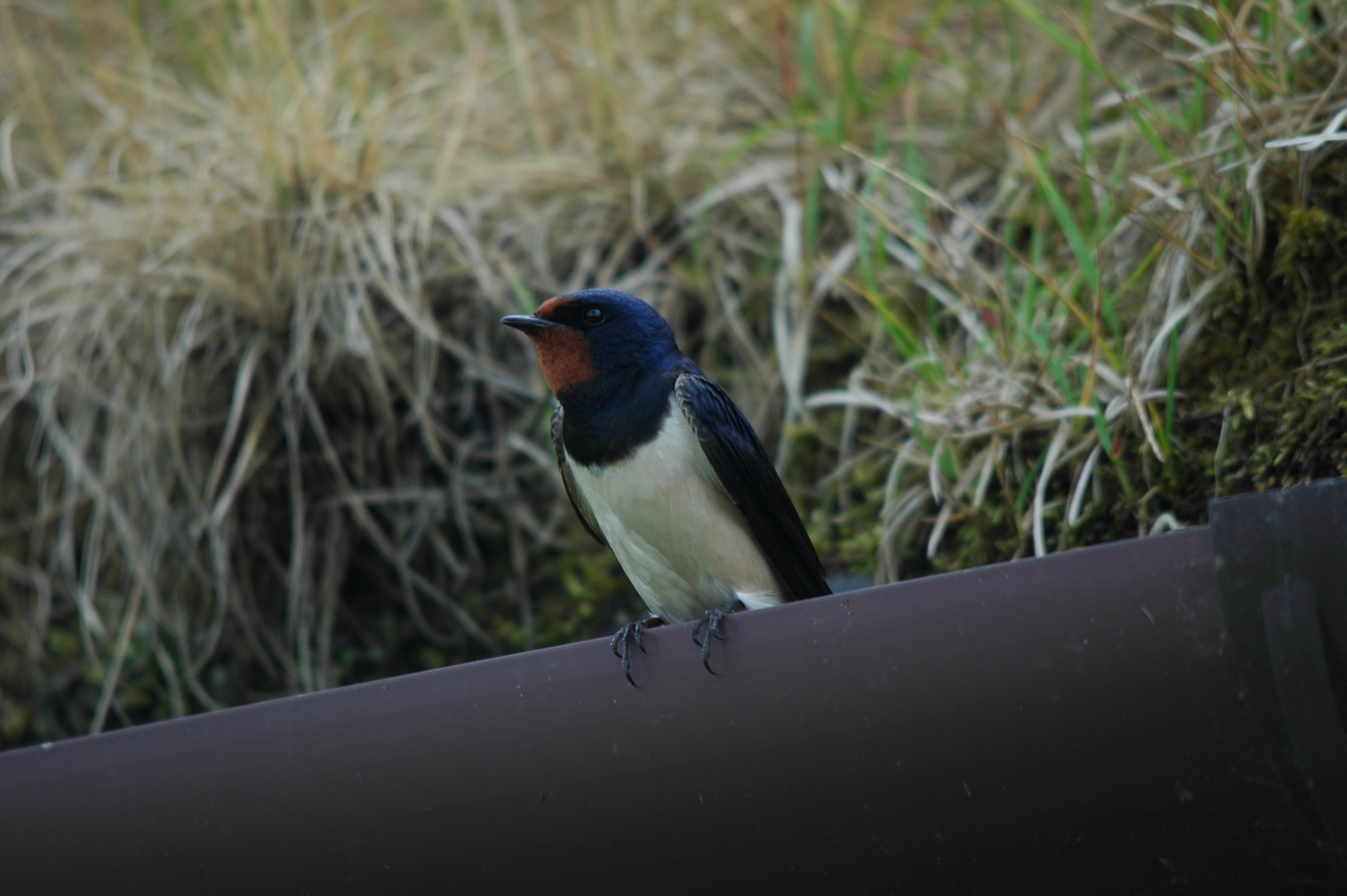 photos/wildlife/Bird_Species/133-Swallows-Martins/5389-Barn_Swallow/DSC_6253.JPG