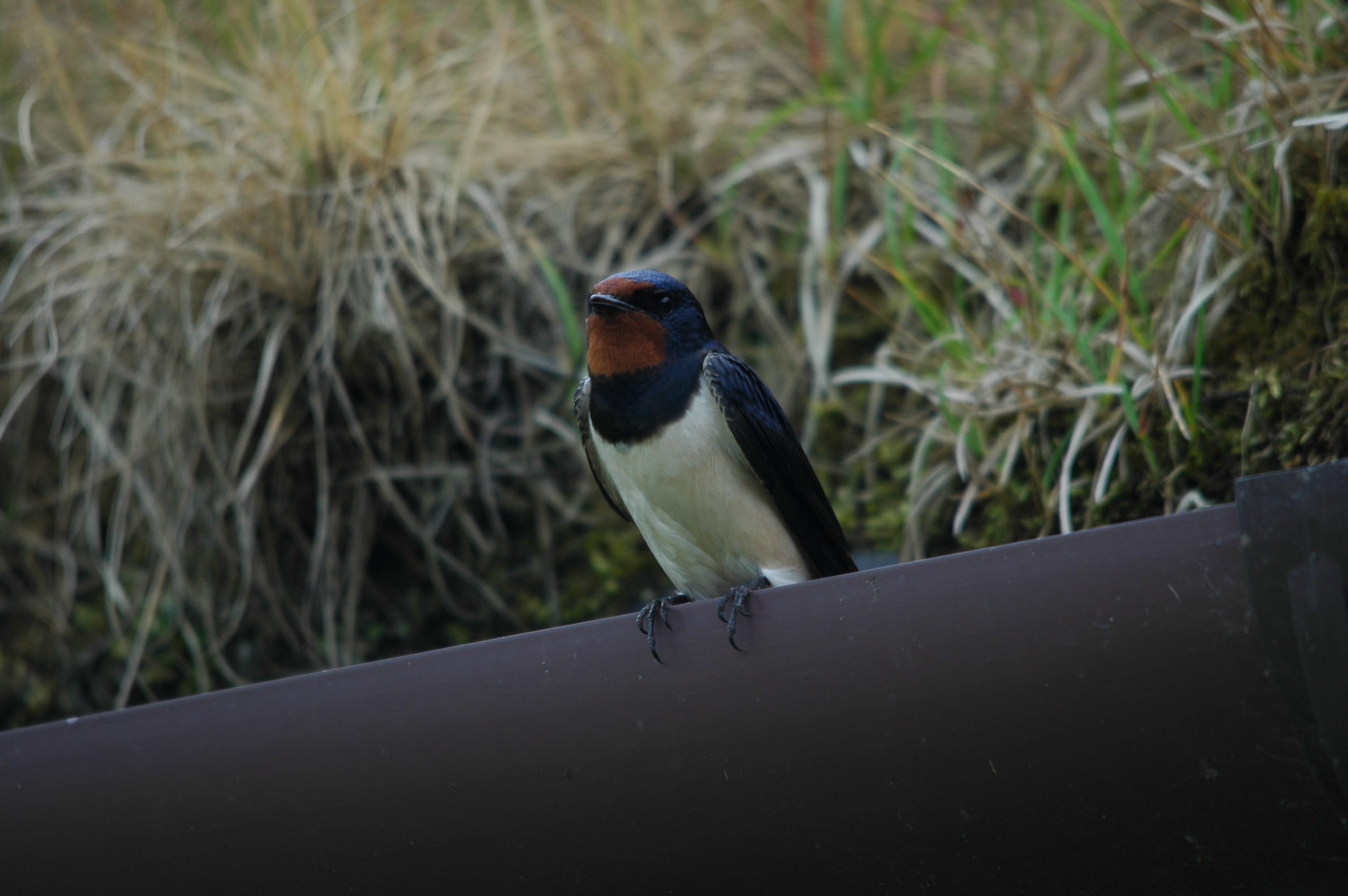 photos/wildlife/Bird_Species/133-Swallows-Martins/5389-Barn_Swallow/DSC_6254.JPG