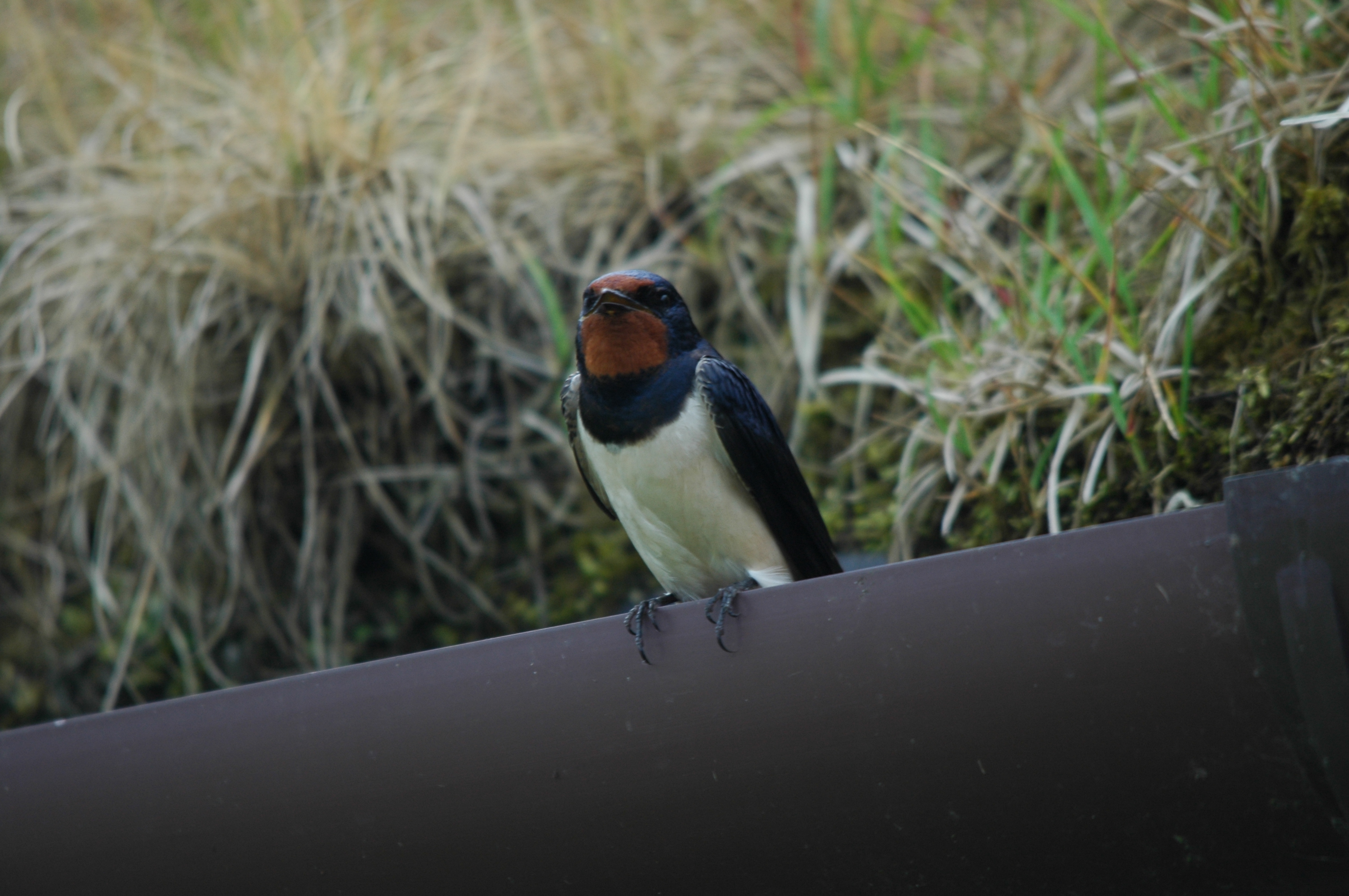 photos/wildlife/Bird_Species/133-Swallows-Martins/5389-Barn_Swallow/DSC_6255.JPG