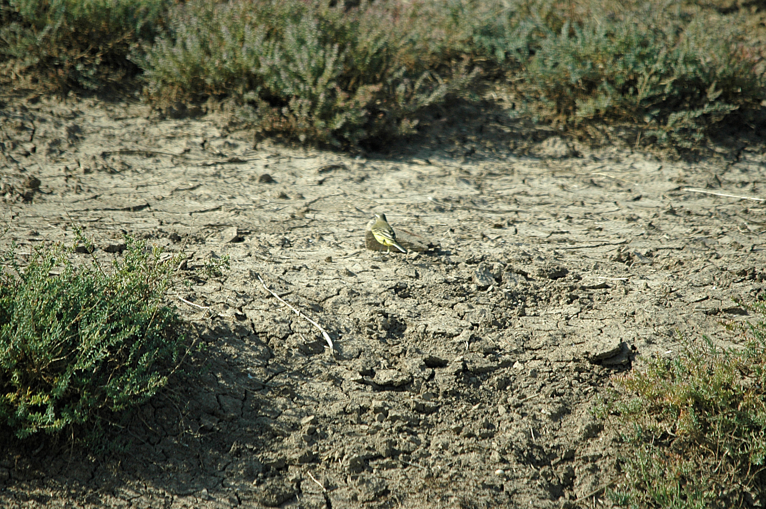 photos/wildlife/Bird_Species/134-Wagtails-Pipits/5438-Yellow_Wagtail/20090924-Spain-01.jpg