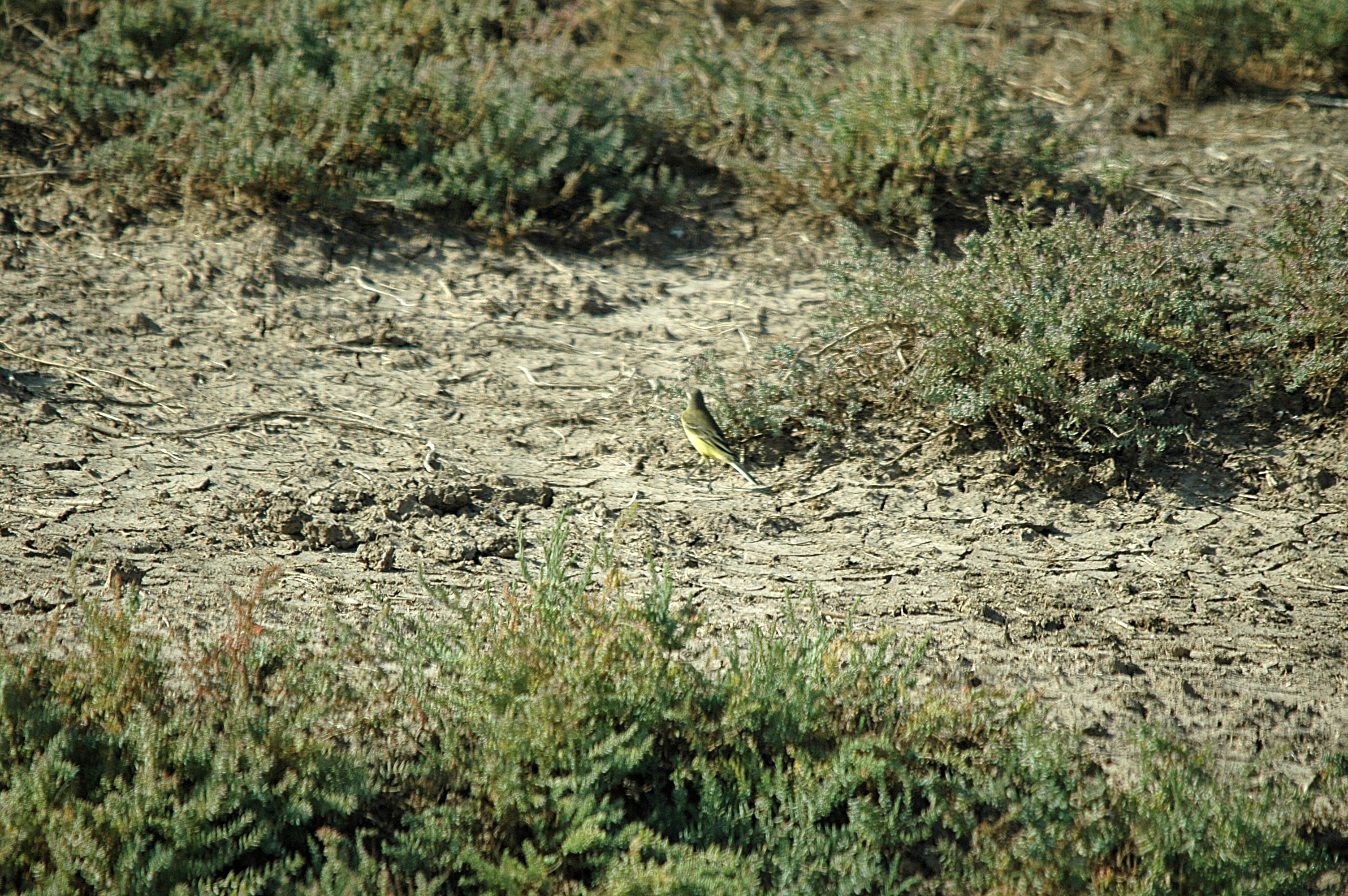 photos/wildlife/Bird_Species/134-Wagtails-Pipits/5438-Yellow_Wagtail/20090924-Spain-02.jpg
