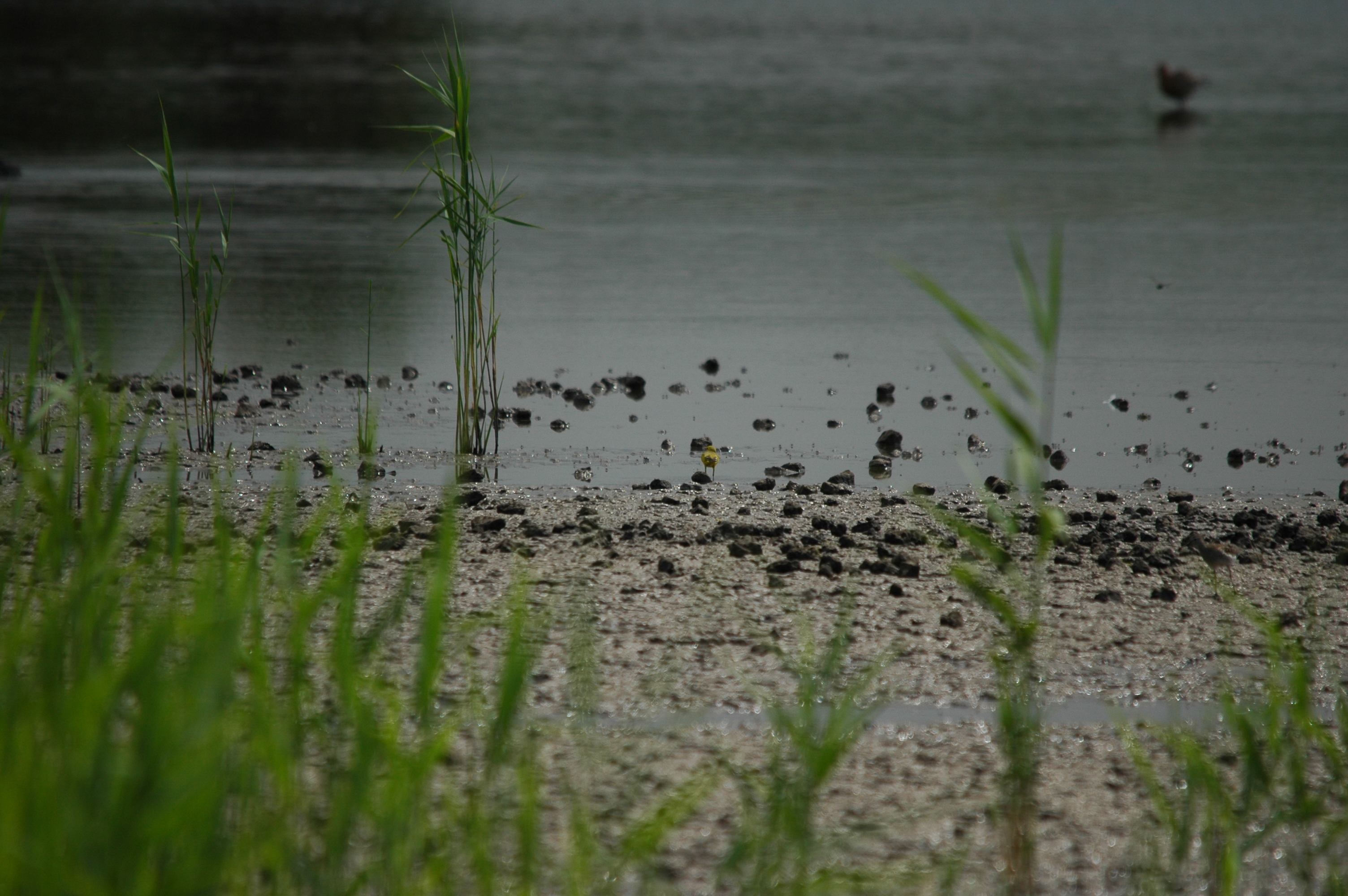 photos/wildlife/Bird_Species/134-Wagtails-Pipits/5438-Yellow_Wagtail/DSC_6369.JPG