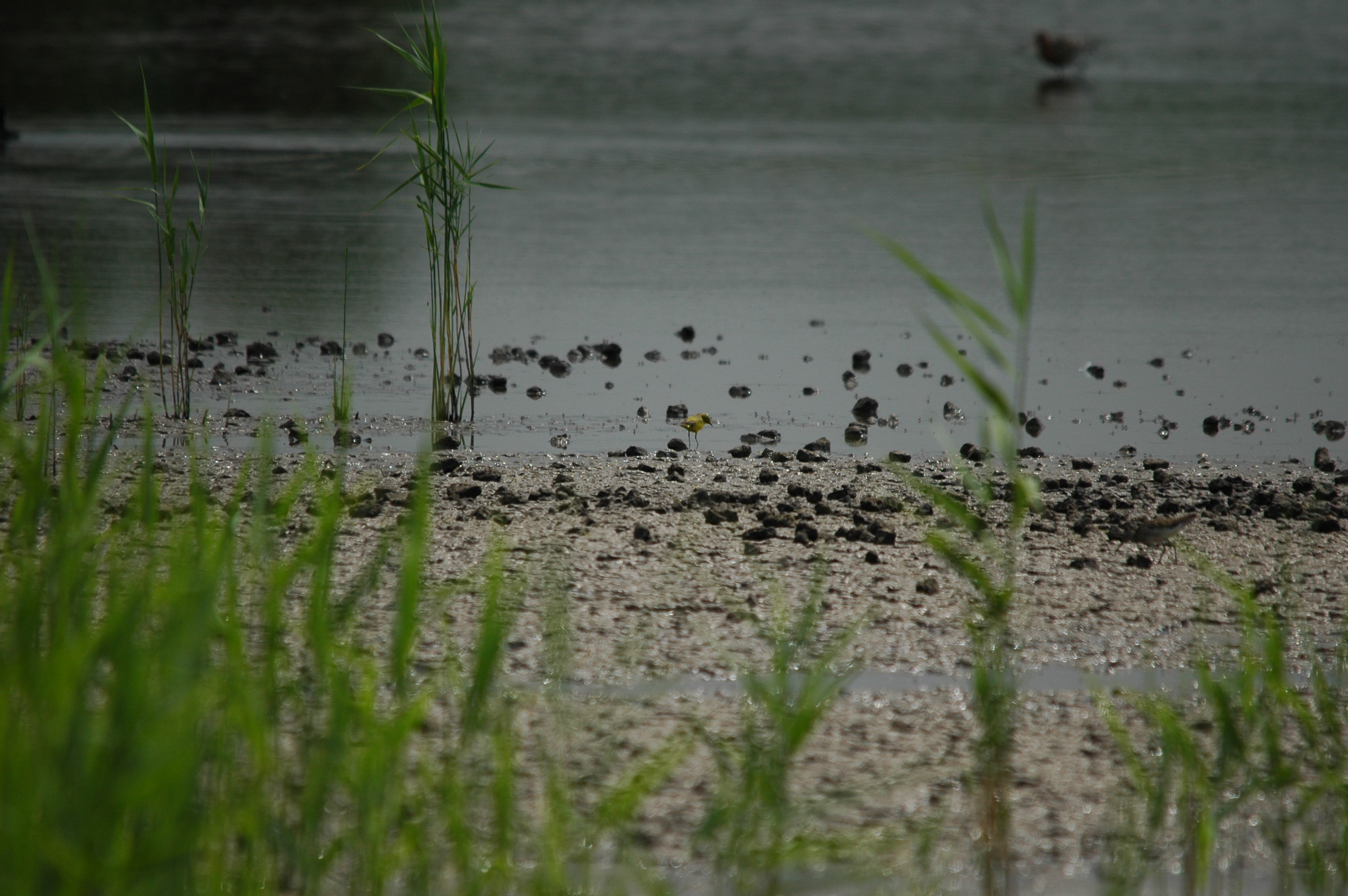 photos/wildlife/Bird_Species/134-Wagtails-Pipits/5438-Yellow_Wagtail/DSC_6370.JPG