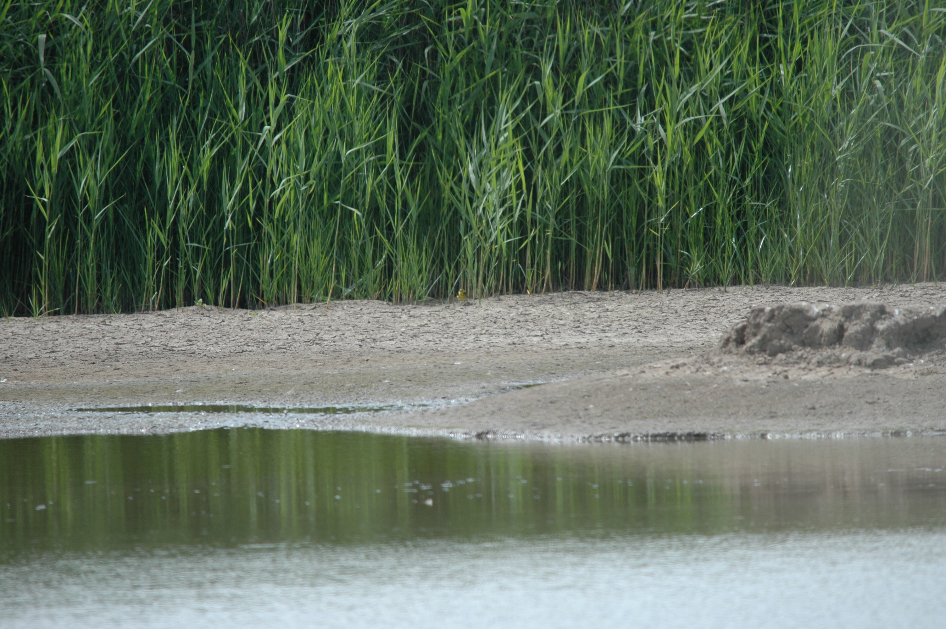 photos/wildlife/Bird_Species/134-Wagtails-Pipits/5438-Yellow_Wagtail/DSC_6887.JPG