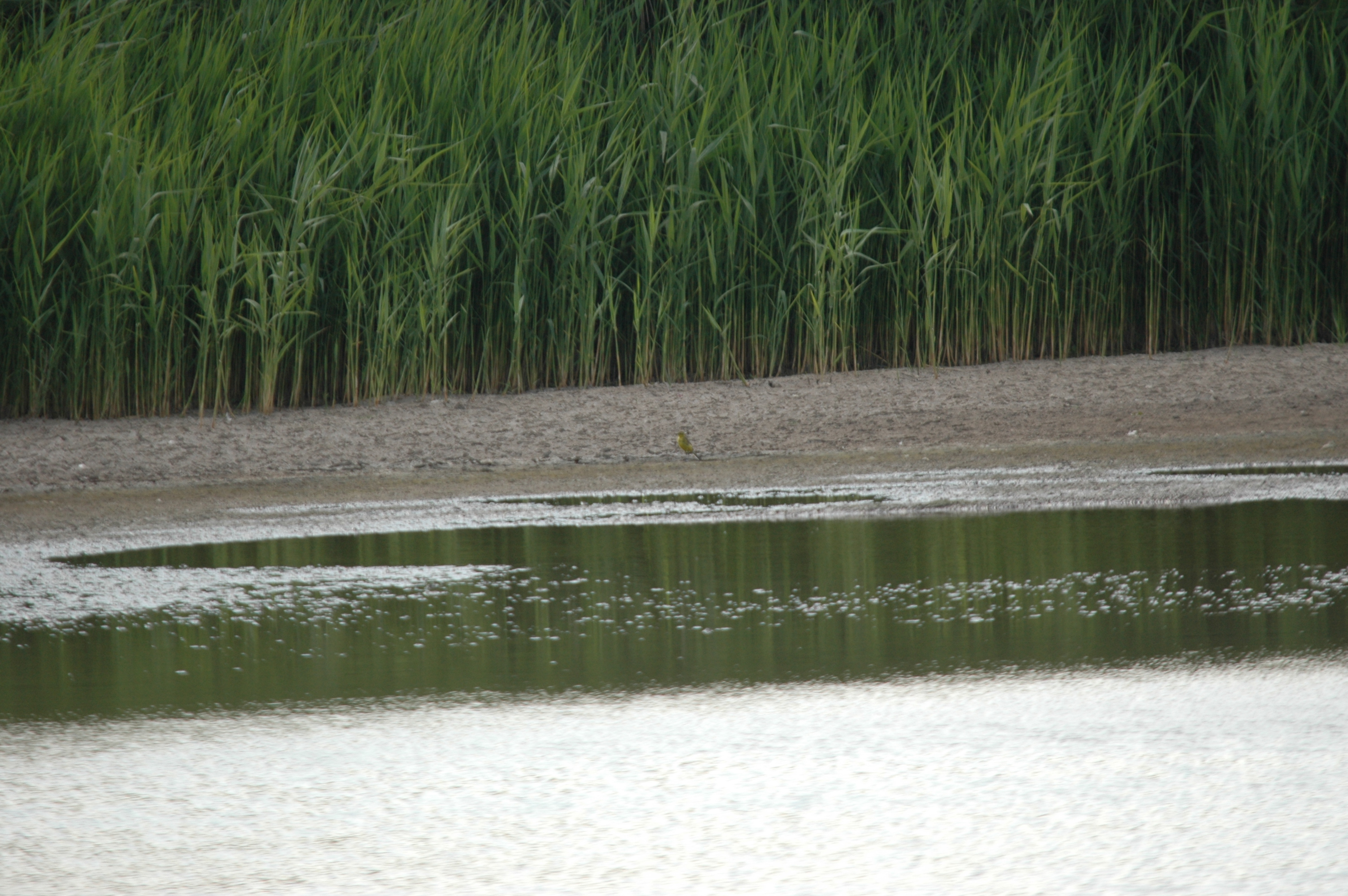 photos/wildlife/Bird_Species/134-Wagtails-Pipits/5438-Yellow_Wagtail/DSC_6899.JPG