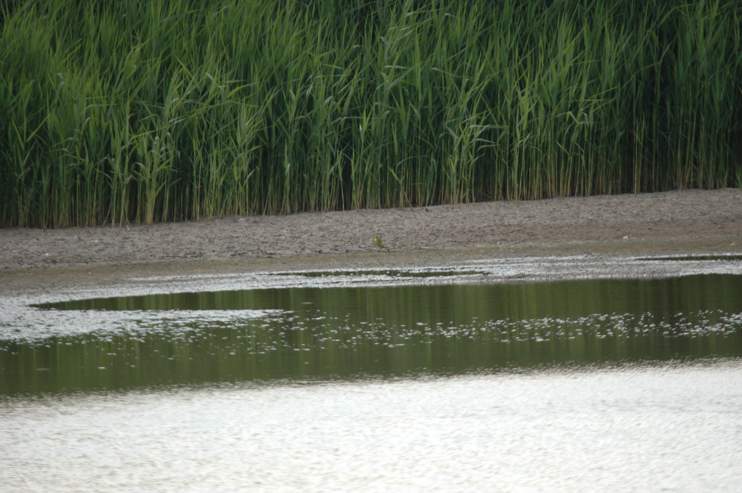 photos/wildlife/Bird_Species/134-Wagtails-Pipits/5438-Yellow_Wagtail/DSC_6900.JPG