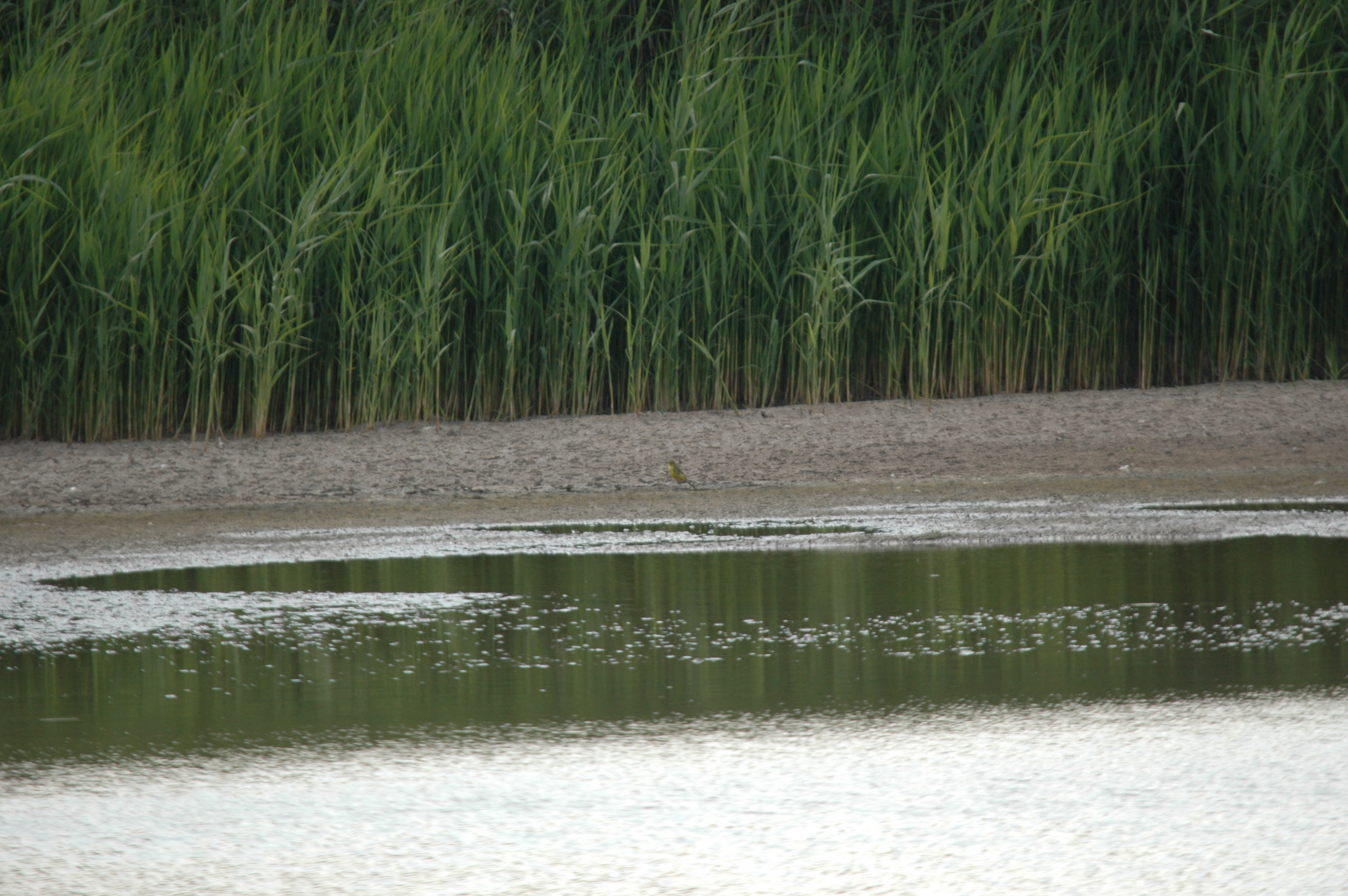 photos/wildlife/Bird_Species/134-Wagtails-Pipits/5438-Yellow_Wagtail/DSC_6901.JPG