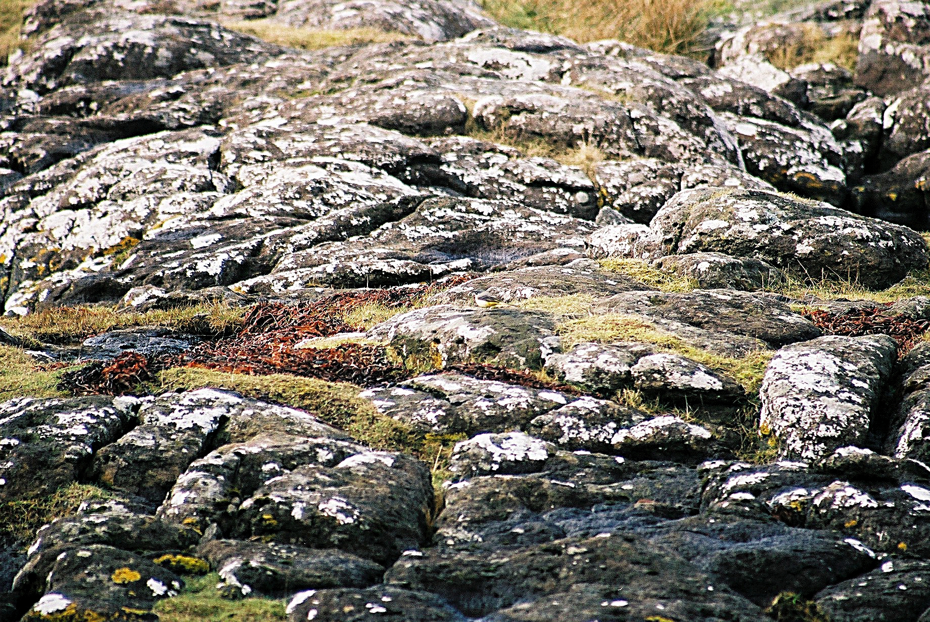 photos/wildlife/Bird_Species/134-Wagtails-Pipits/5443-Grey_Wagtail/20040327-Mull-01.jpg