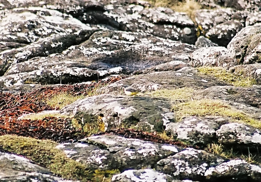 photos/wildlife/Bird_Species/134-Wagtails-Pipits/5443-Grey_Wagtail/20040327-Mull-01_sm.jpg