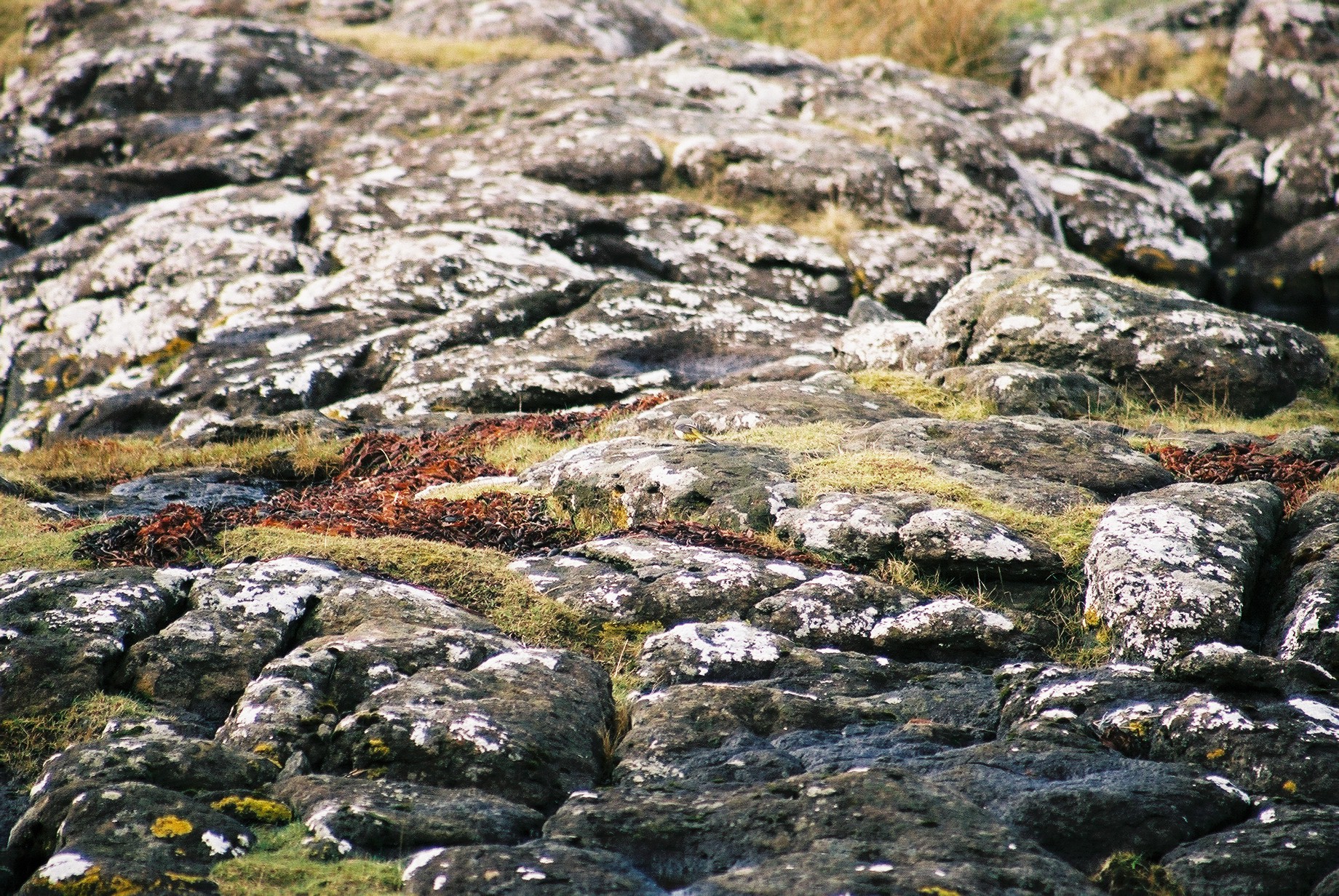 photos/wildlife/Bird_Species/134-Wagtails-Pipits/5443-Grey_Wagtail/20040327-Mull-02.jpg