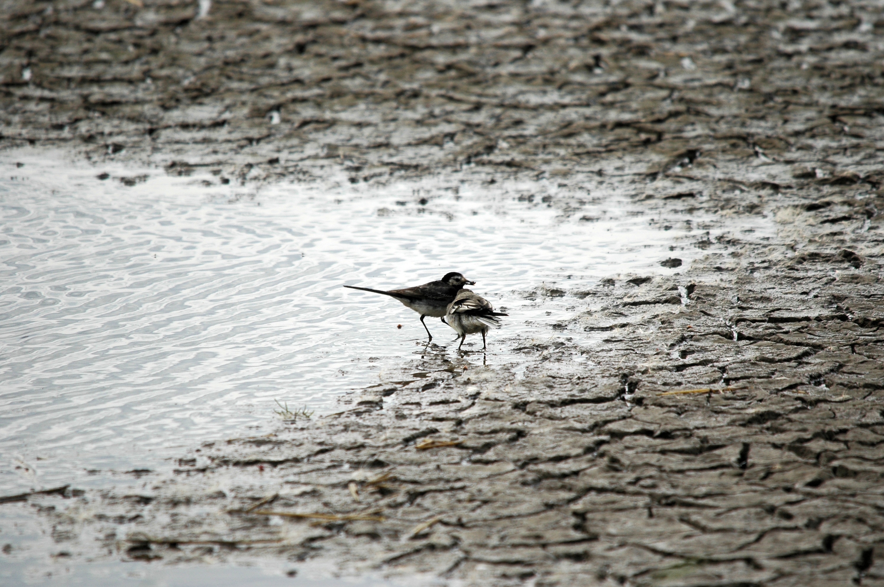 photos/wildlife/Bird_Species/134-Wagtails-Pipits/5445-White(Pied)_Wagtail/20090731-Blacktoft-2.jpg