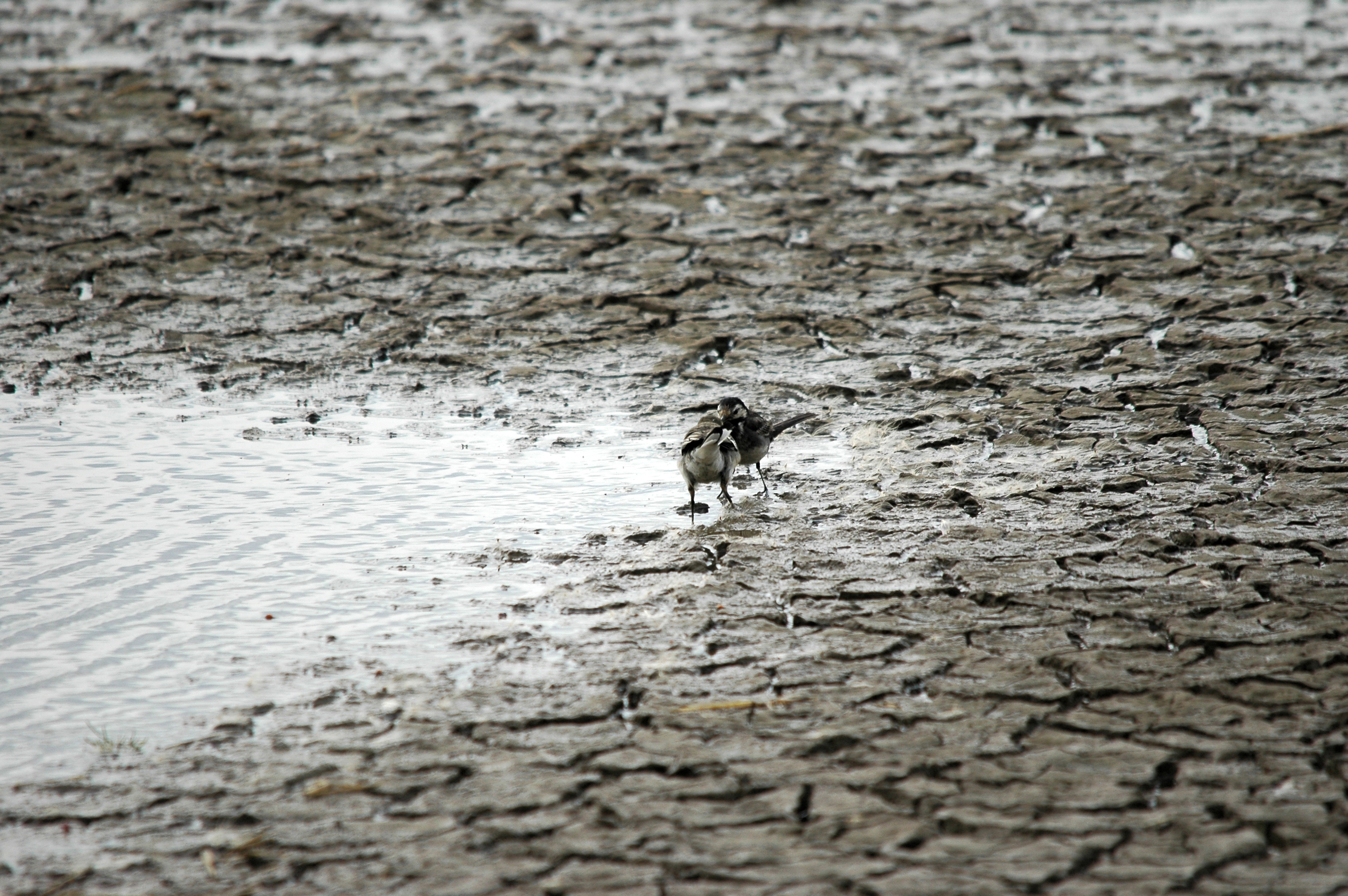 photos/wildlife/Bird_Species/134-Wagtails-Pipits/5445-White(Pied)_Wagtail/20090731-Blacktoft-3.jpg