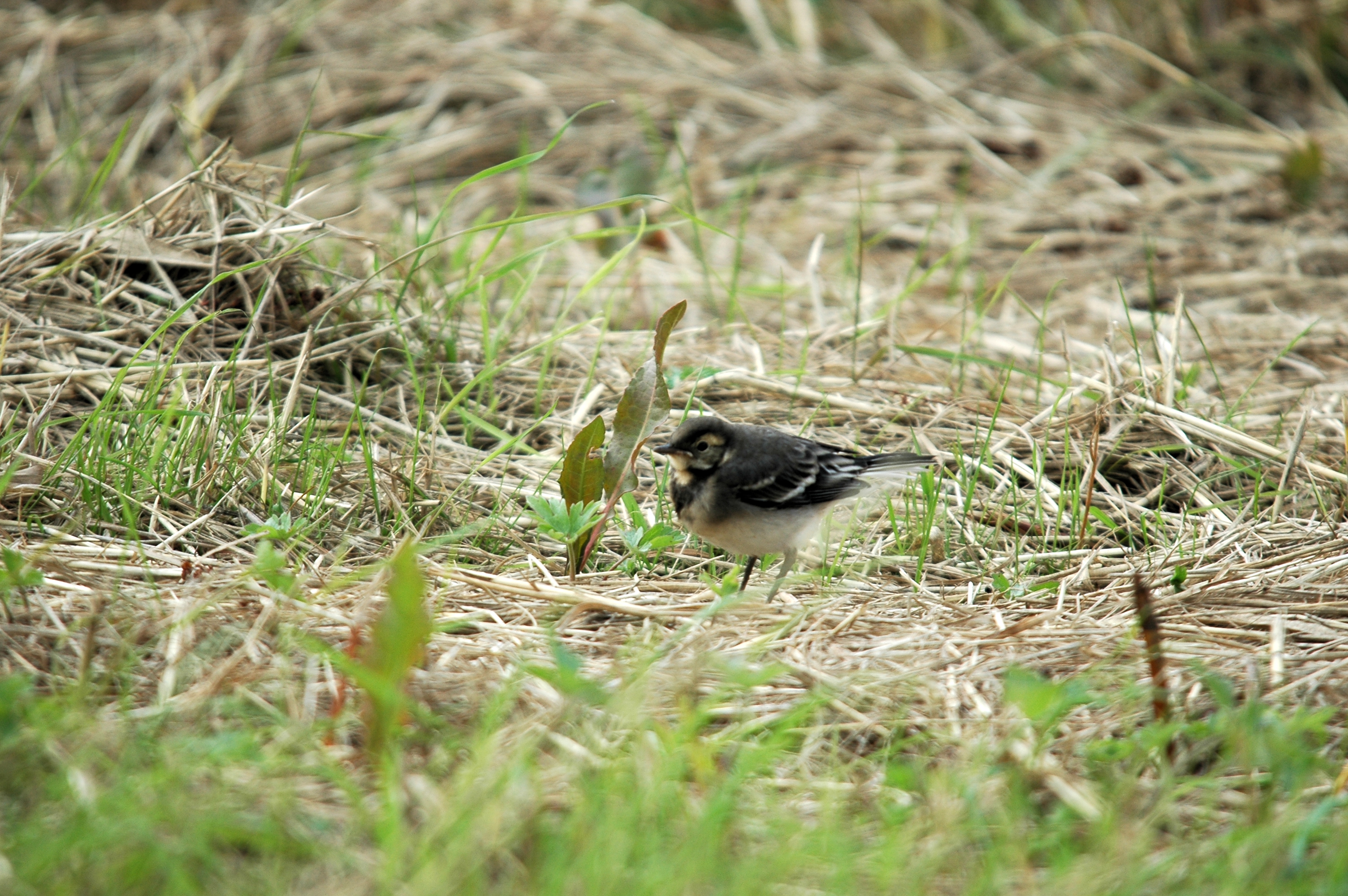 photos/wildlife/Bird_Species/134-Wagtails-Pipits/5445-White(Pied)_Wagtail/20090731-Blacktoft-4.jpg