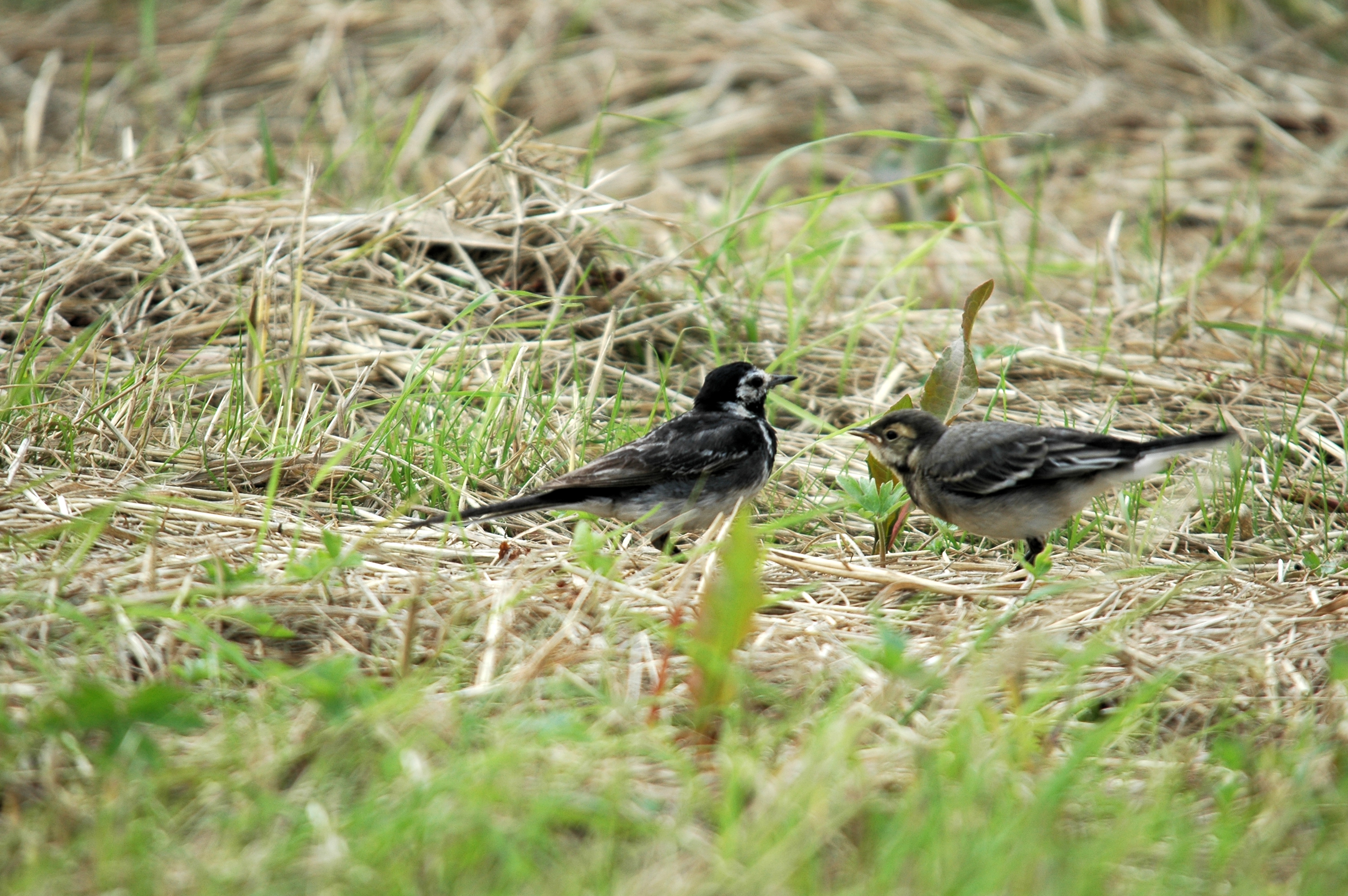 photos/wildlife/Bird_Species/134-Wagtails-Pipits/5445-White(Pied)_Wagtail/20090731-Blacktoft-5.jpg