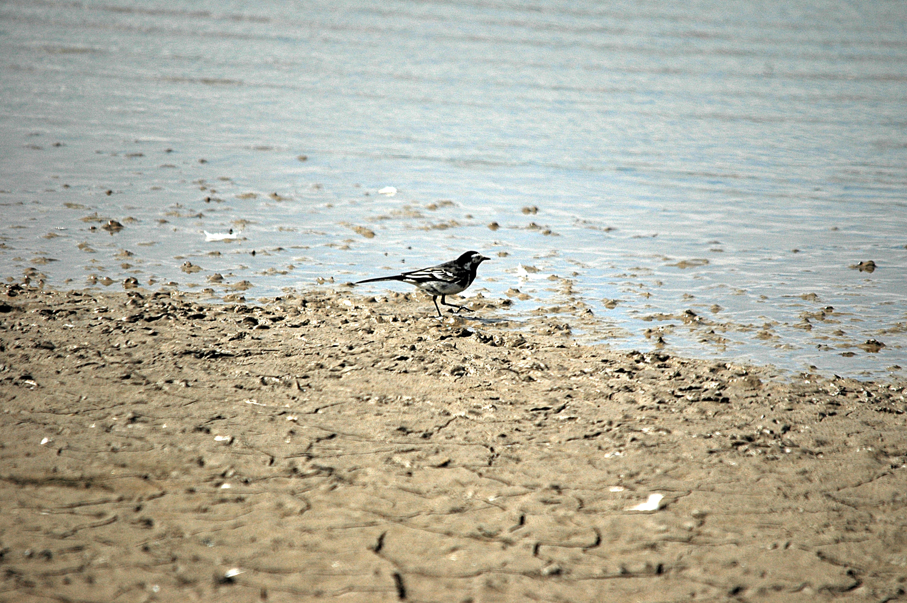photos/wildlife/Bird_Species/134-Wagtails-Pipits/5445-White(Pied)_Wagtail/DSC_6160.JPG