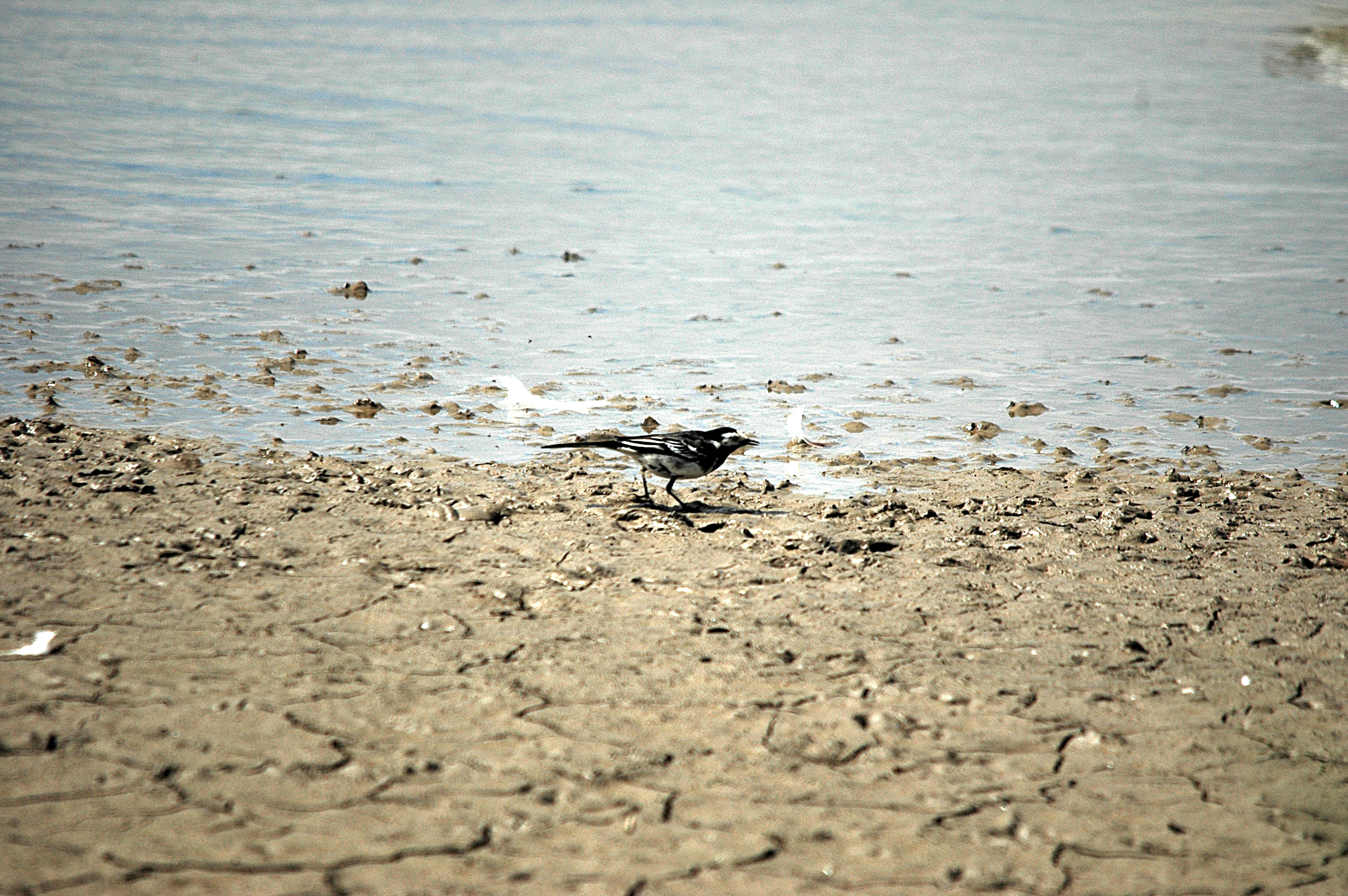 photos/wildlife/Bird_Species/134-Wagtails-Pipits/5445-White(Pied)_Wagtail/DSC_6162.JPG