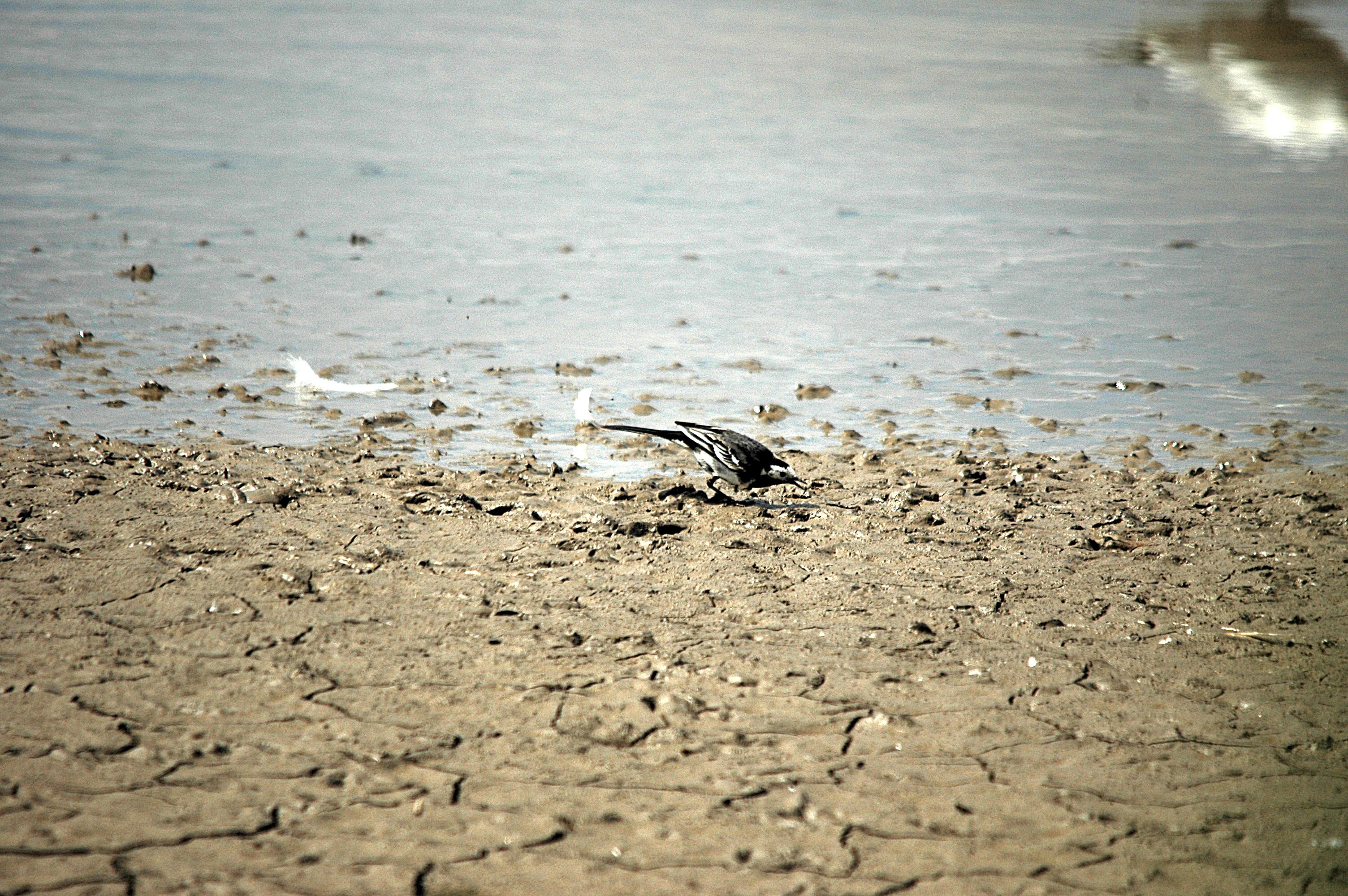 photos/wildlife/Bird_Species/134-Wagtails-Pipits/5445-White(Pied)_Wagtail/DSC_6164.JPG