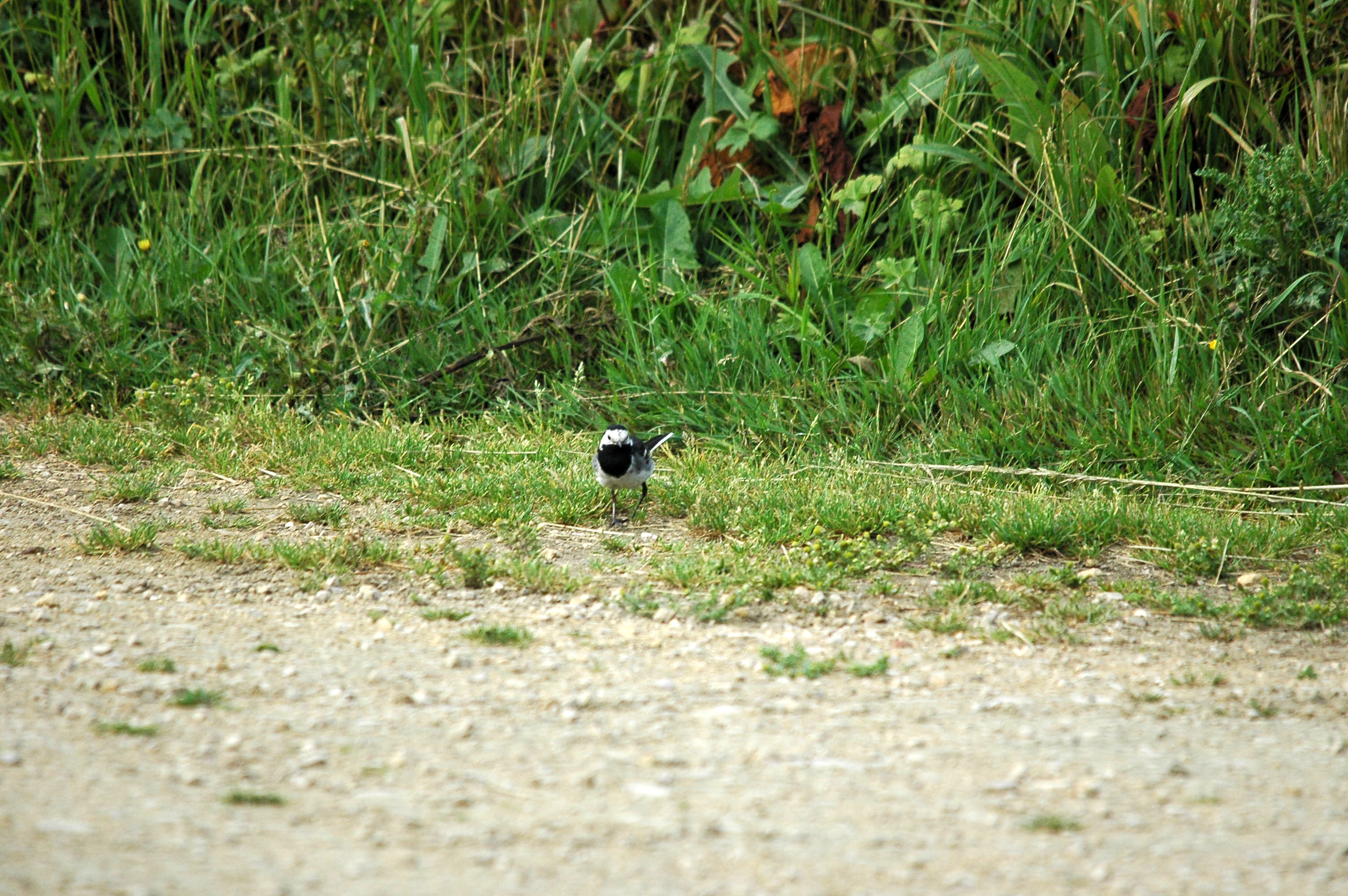 photos/wildlife/Bird_Species/134-Wagtails-Pipits/5445-White(Pied)_Wagtail/dsc_2575.jpg