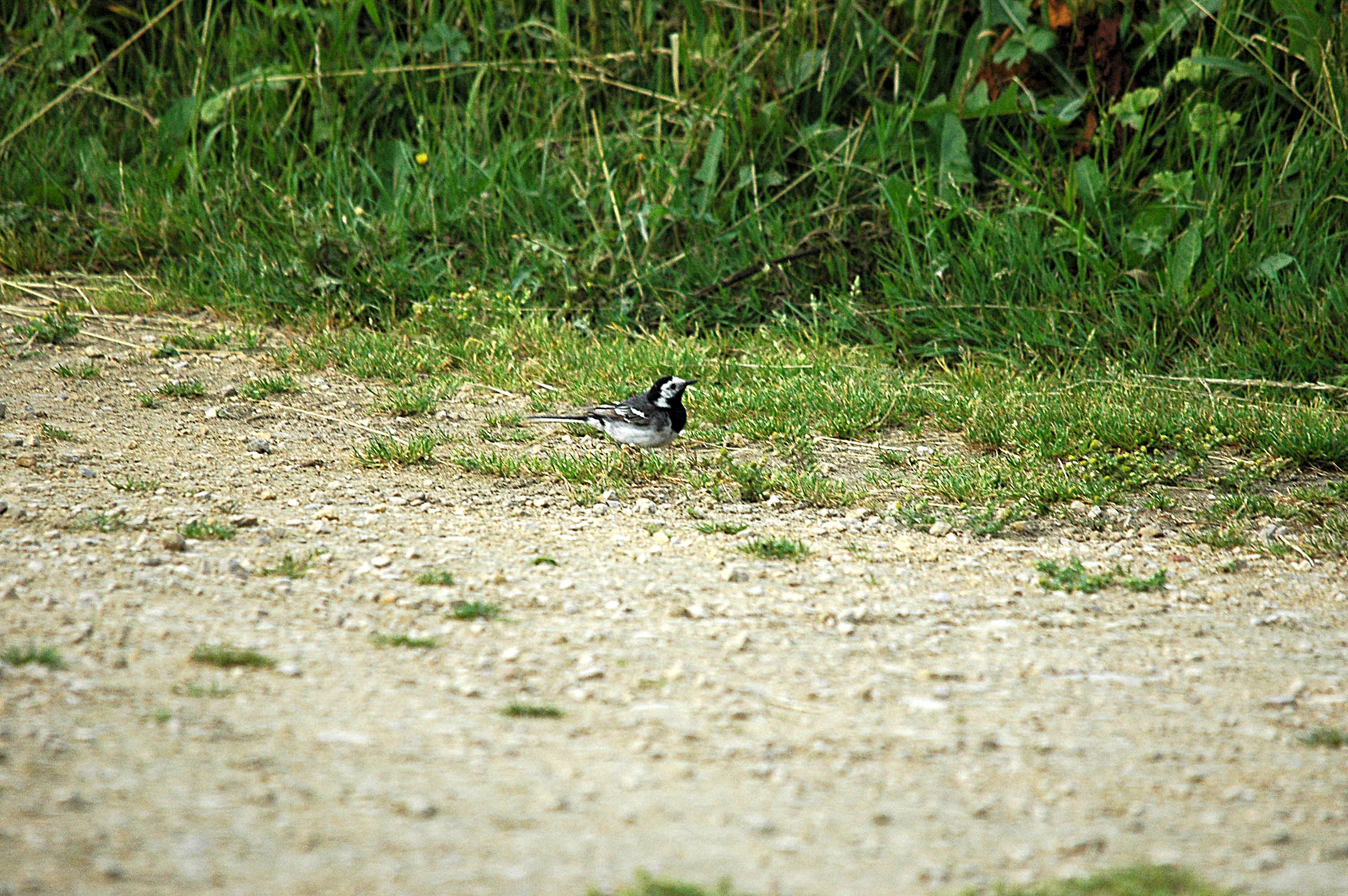 photos/wildlife/Bird_Species/134-Wagtails-Pipits/5445-White(Pied)_Wagtail/dsc_2577.jpg