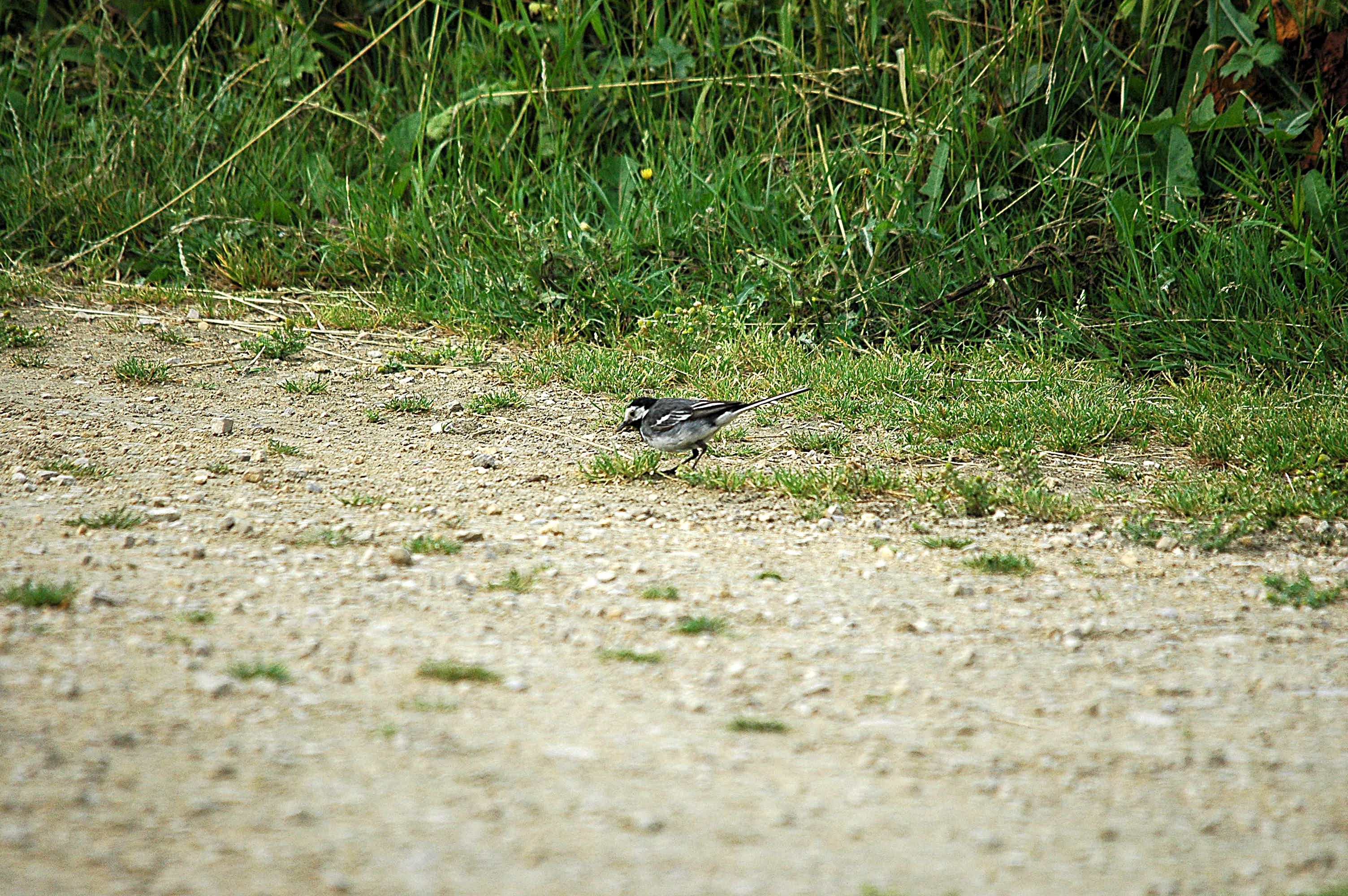 photos/wildlife/Bird_Species/134-Wagtails-Pipits/5445-White(Pied)_Wagtail/dsc_2578.jpg