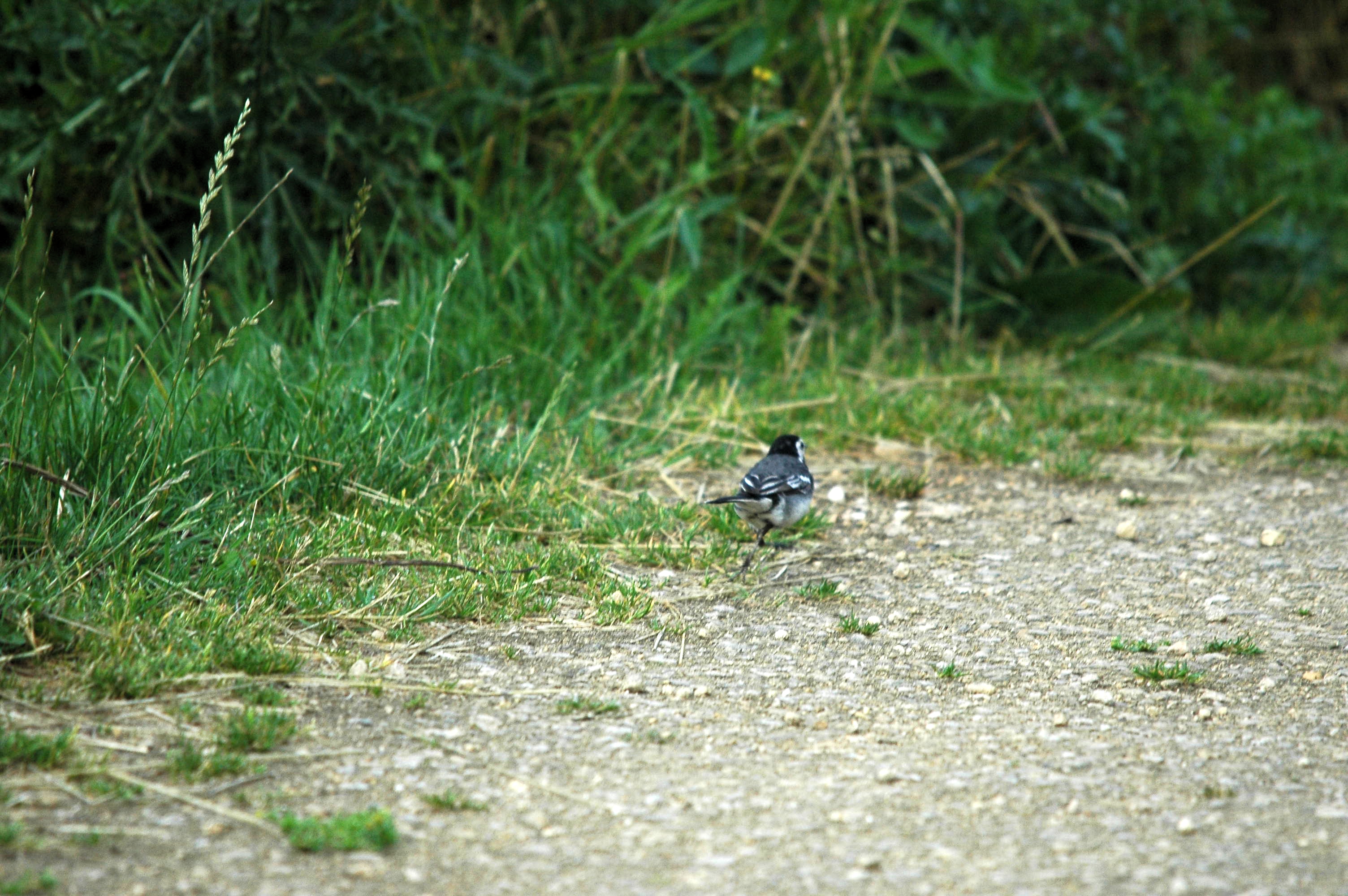 photos/wildlife/Bird_Species/134-Wagtails-Pipits/5445-White(Pied)_Wagtail/dsc_2580.jpg