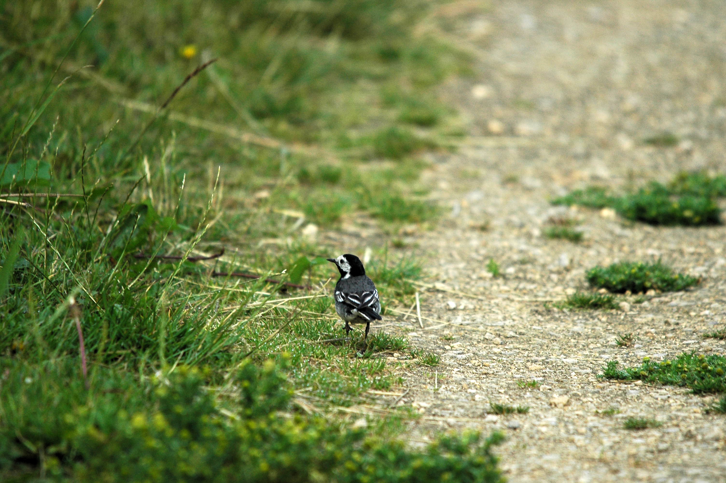 photos/wildlife/Bird_Species/134-Wagtails-Pipits/5445-White(Pied)_Wagtail/dsc_2581.jpg