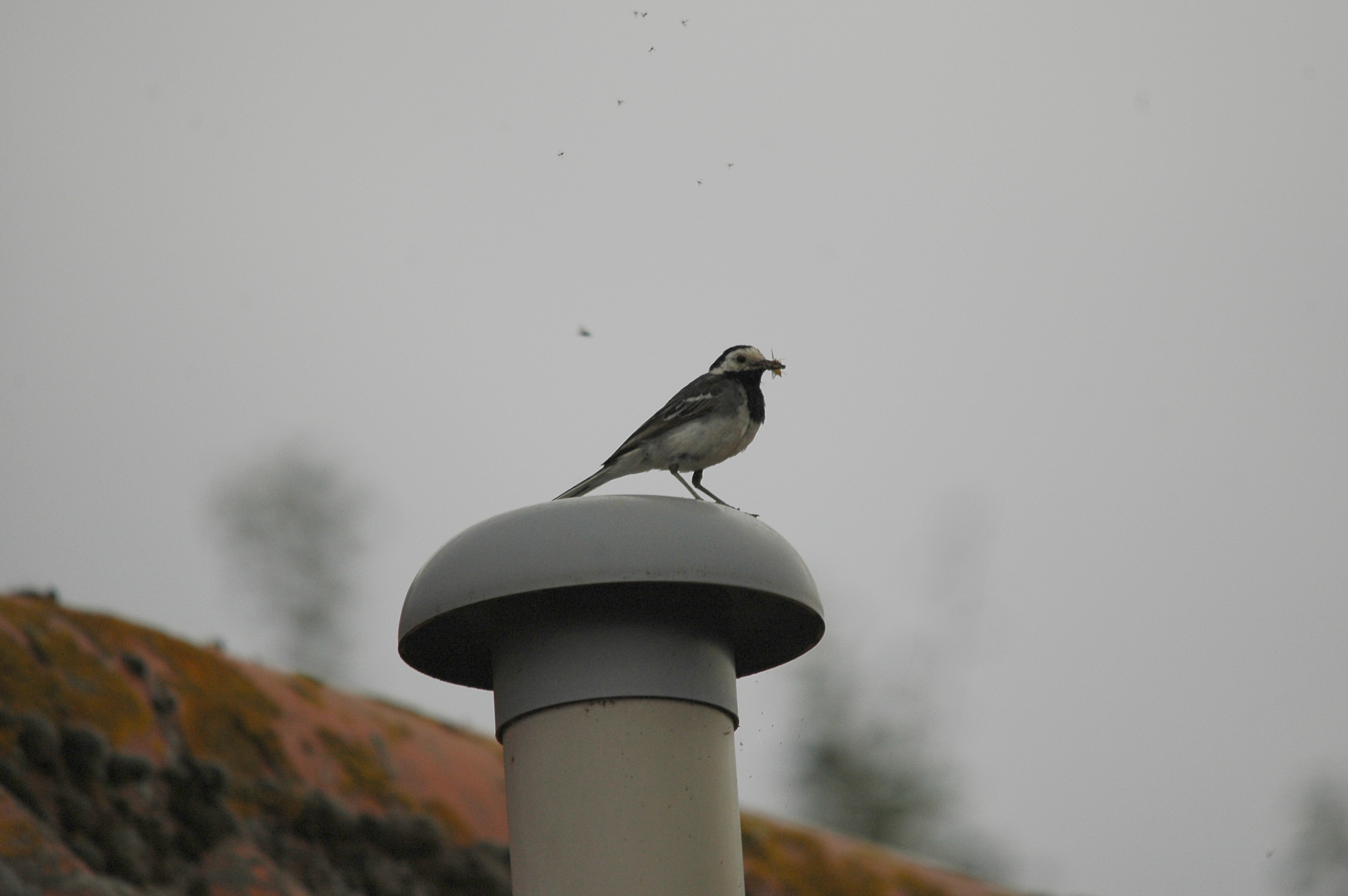 photos/wildlife/Bird_Species/134-Wagtails-Pipits/5445-White(Pied)_Wagtail/dsc_2779.jpg
